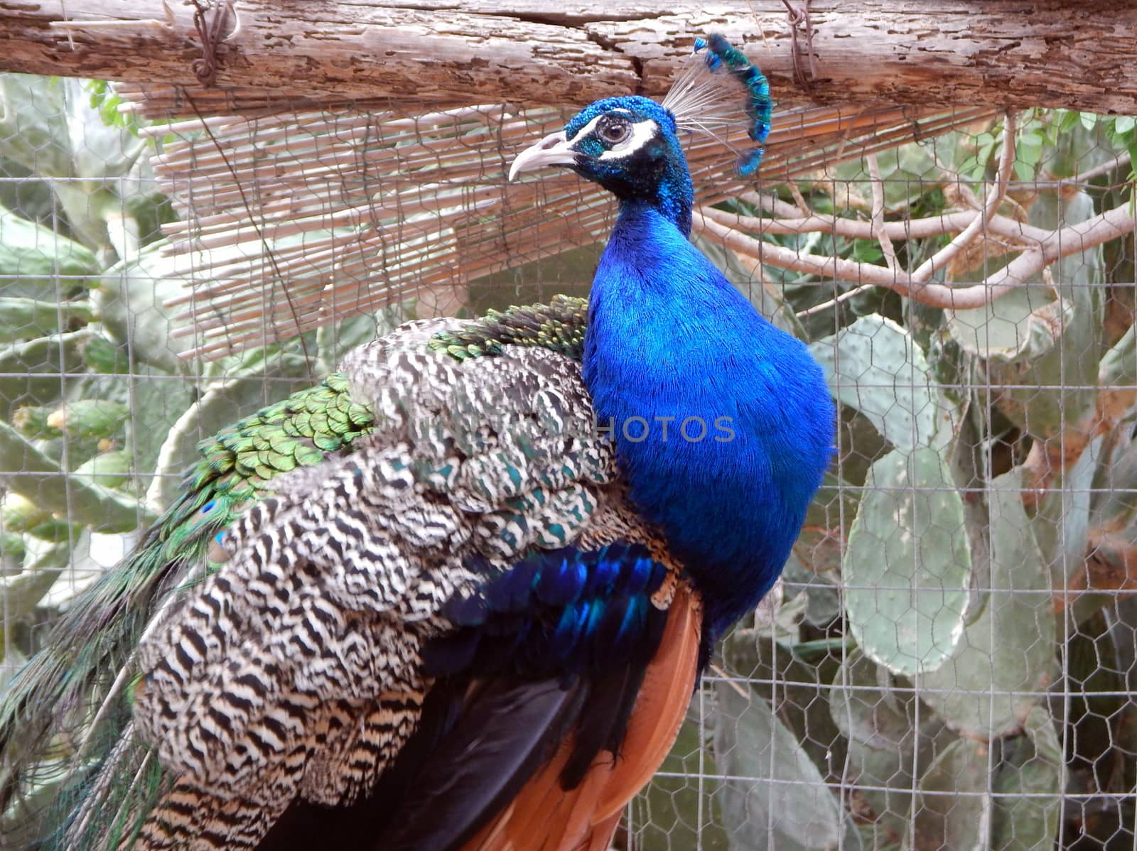 A detail of a beutiful peacock.