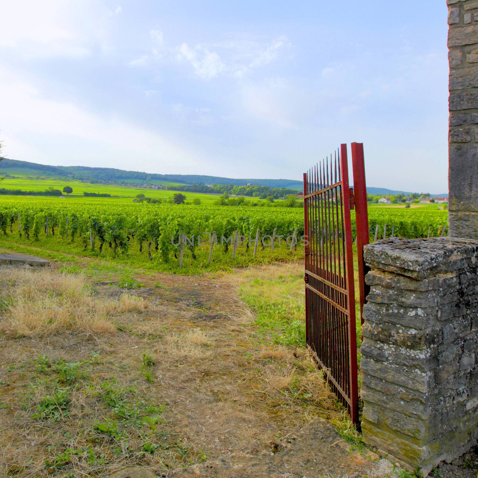 View of the vineyards in Gevrey Chambertin, France