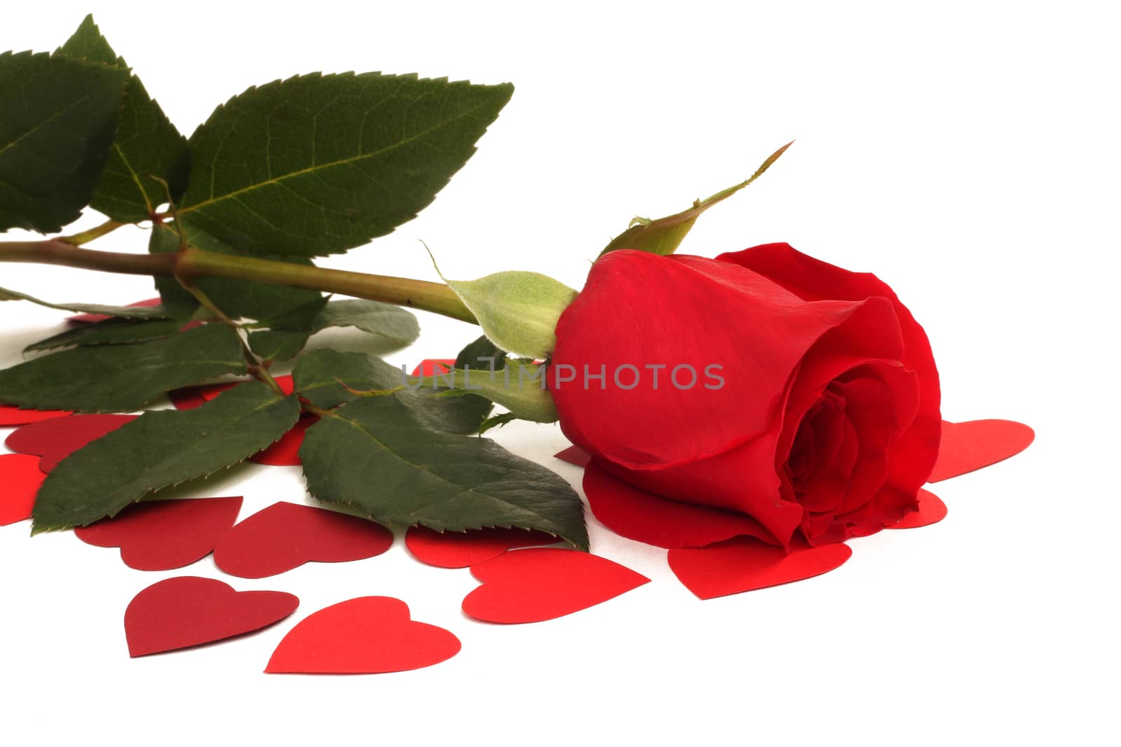 Red rose and paper hearts Valentines Day