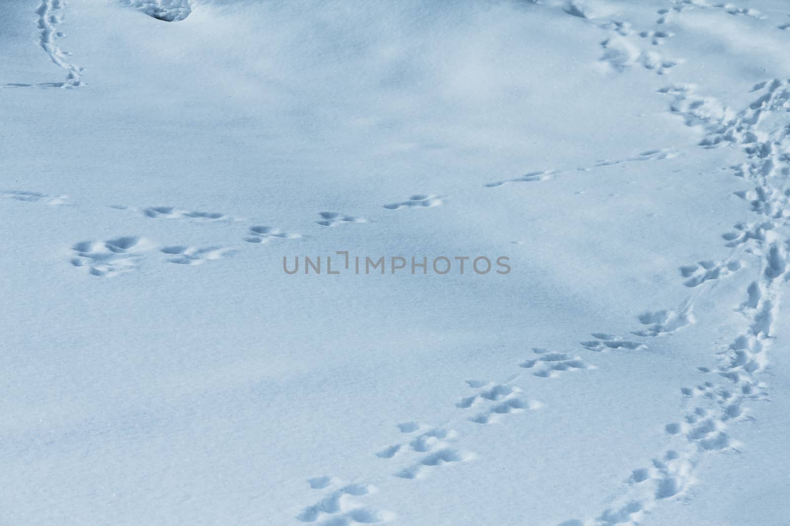 animal traces on fresh clean white snow