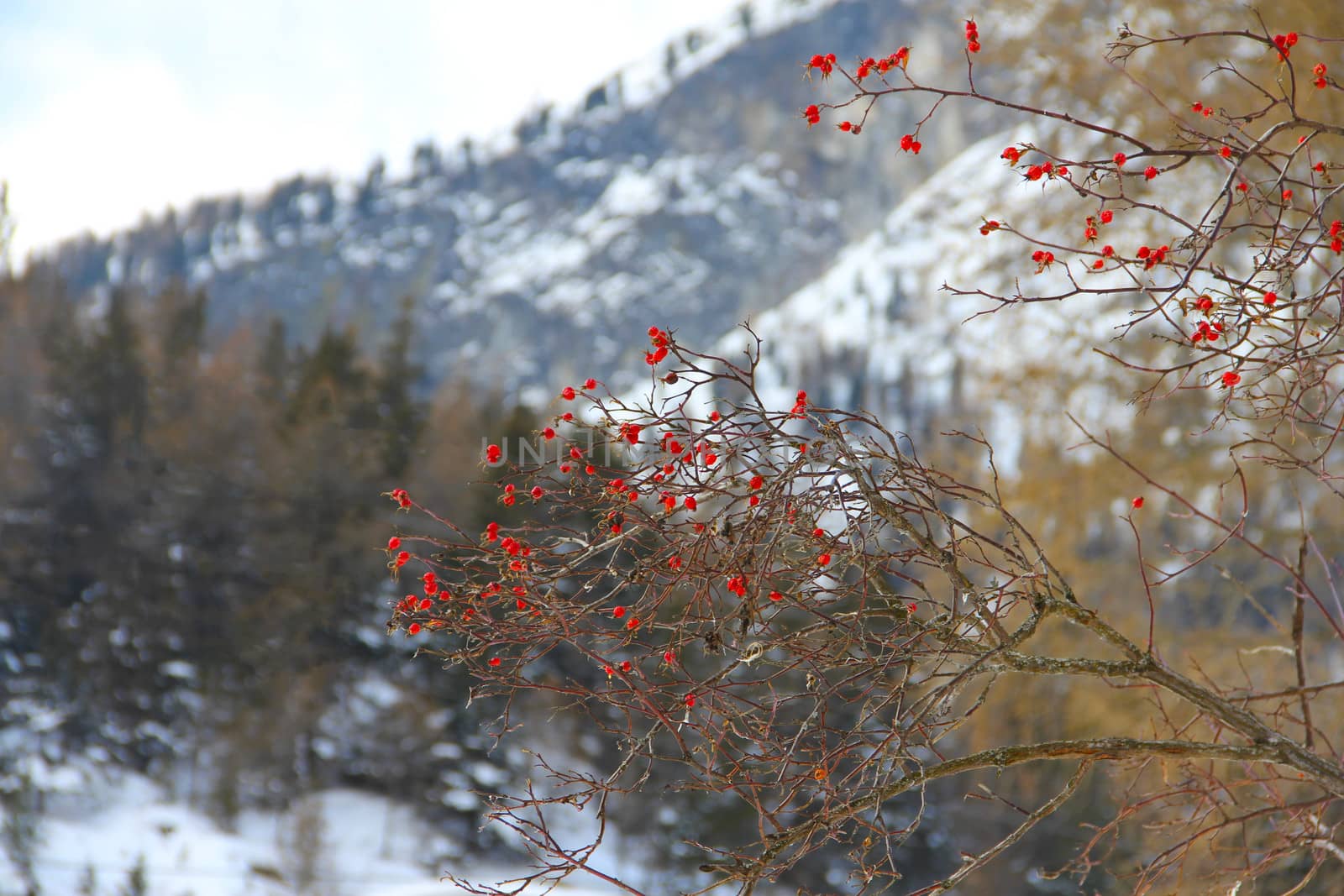 Forest in Mountains by destillat