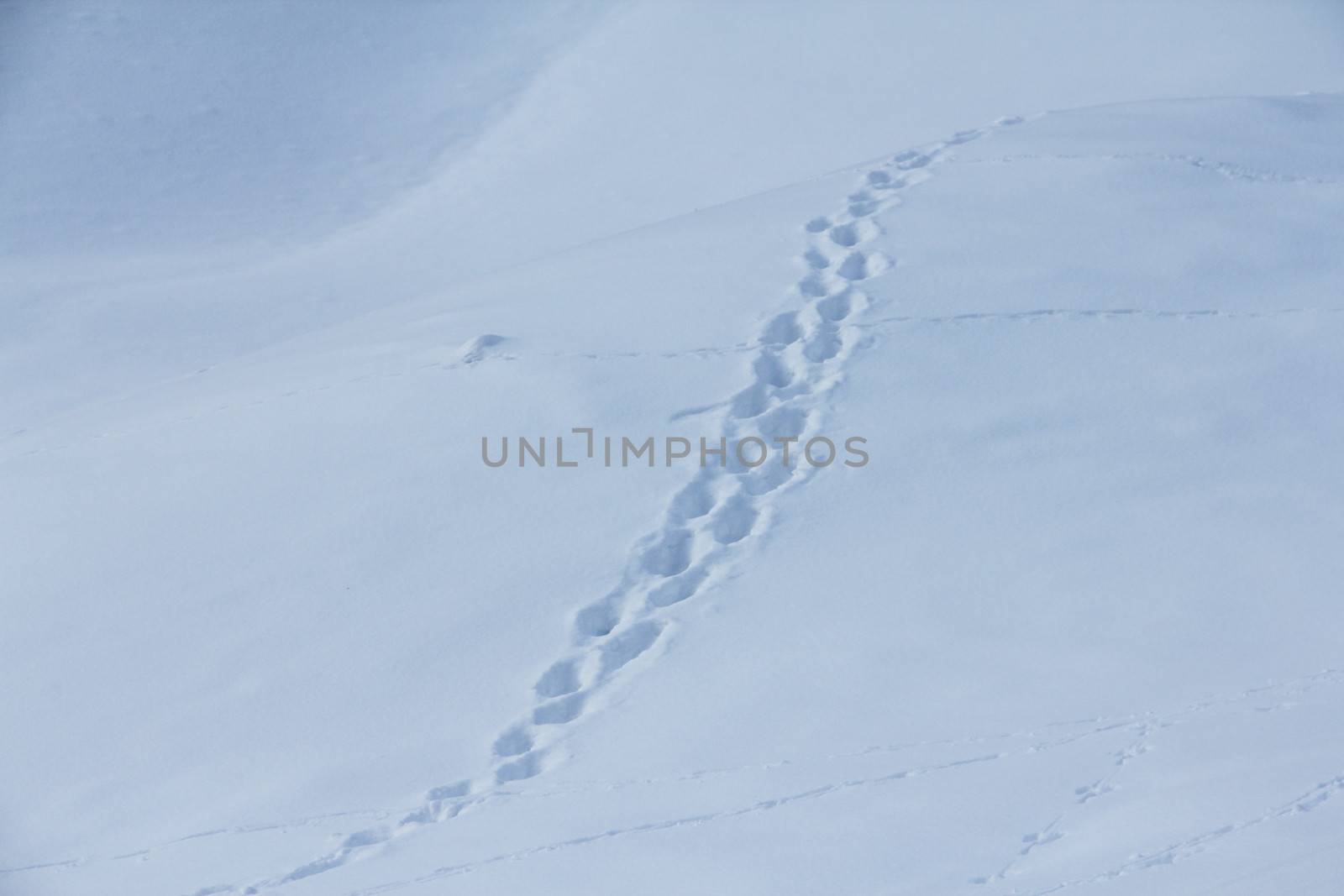 Fresh animal traces on snow in winter mountains