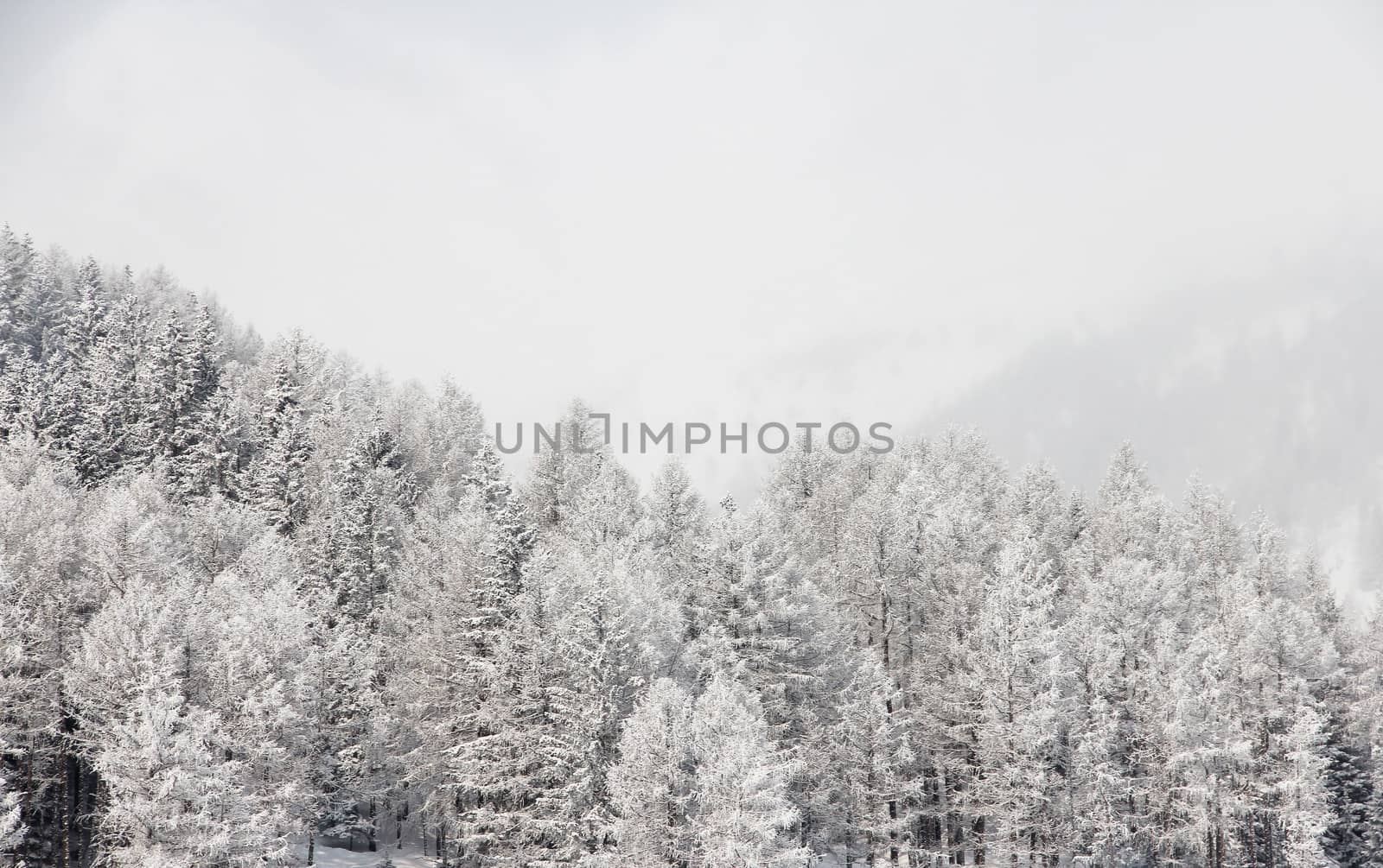 Winter forest in mountains with snowy firs