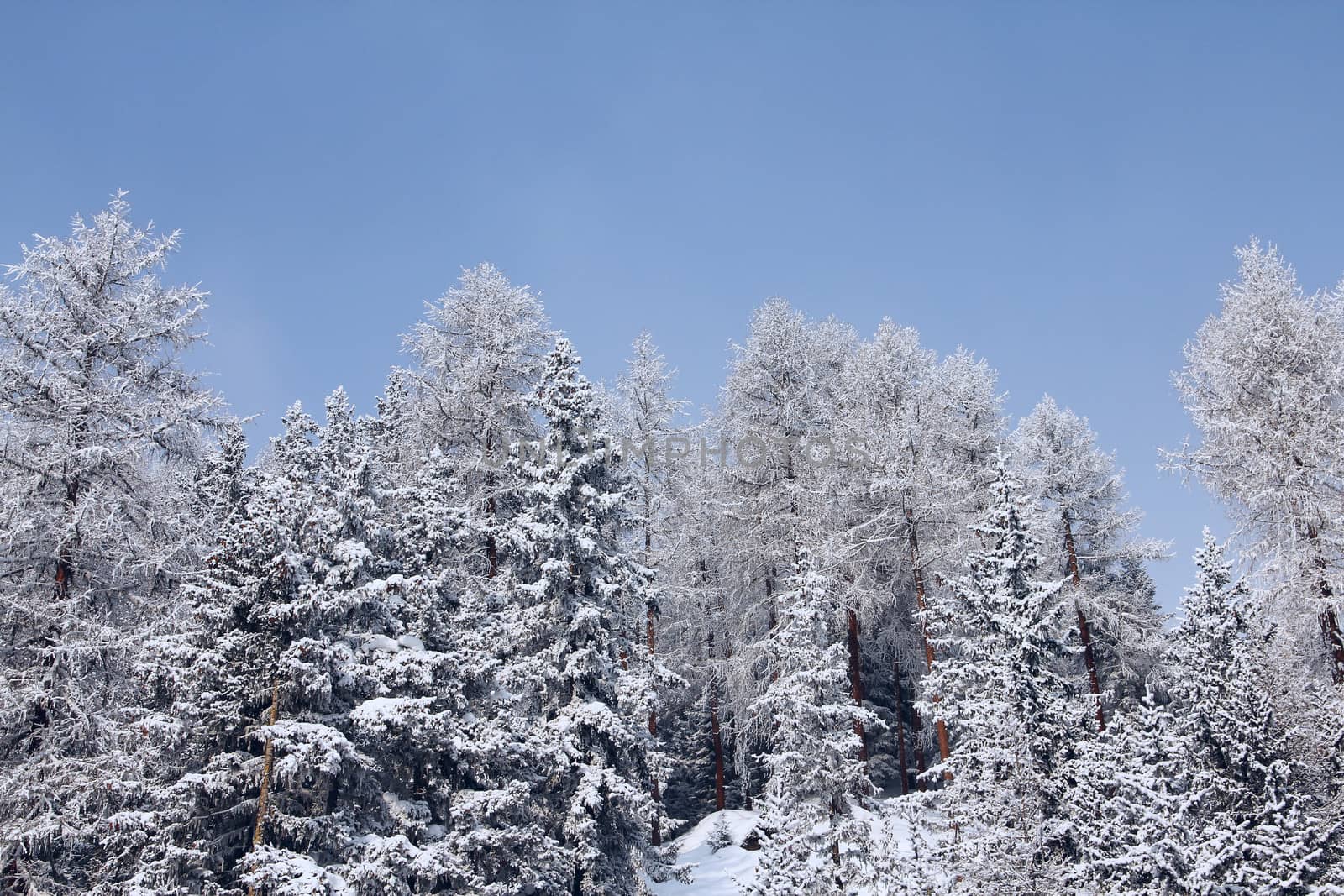 Beautiful forest in winter mountains by destillat