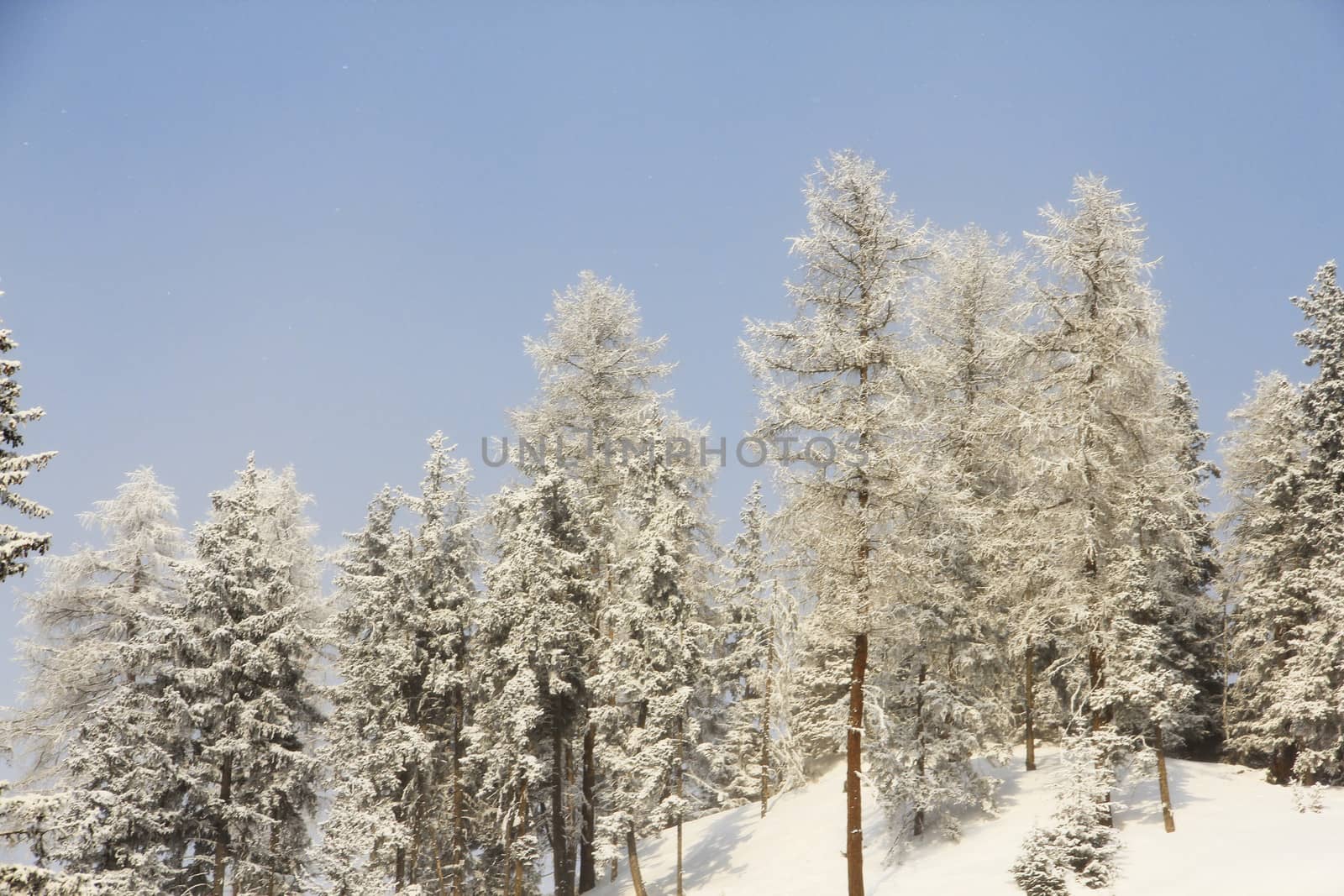 Winter forest in mountains with snowy firs