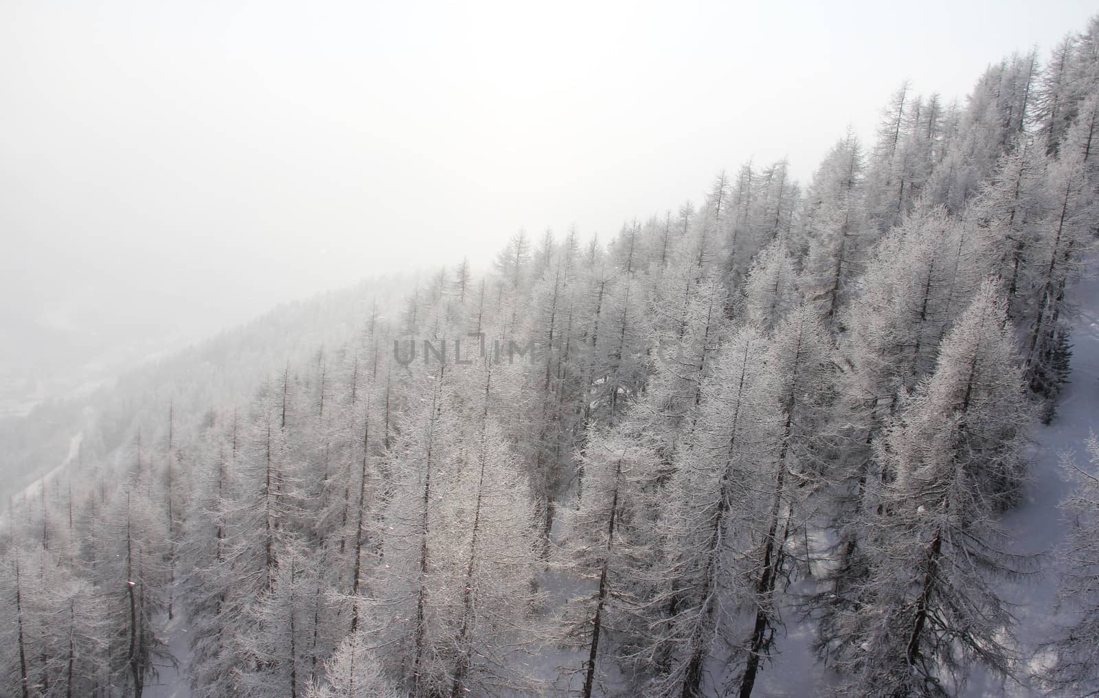 Beautiful forest in winter mountains by destillat