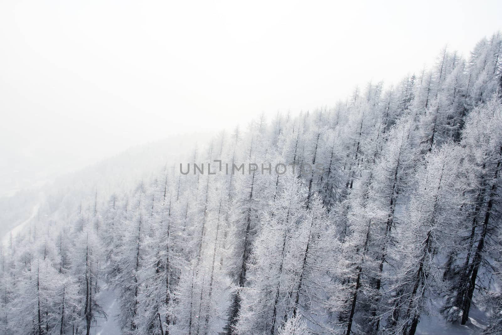 Mountain forest of fir trees covered with frost in winter