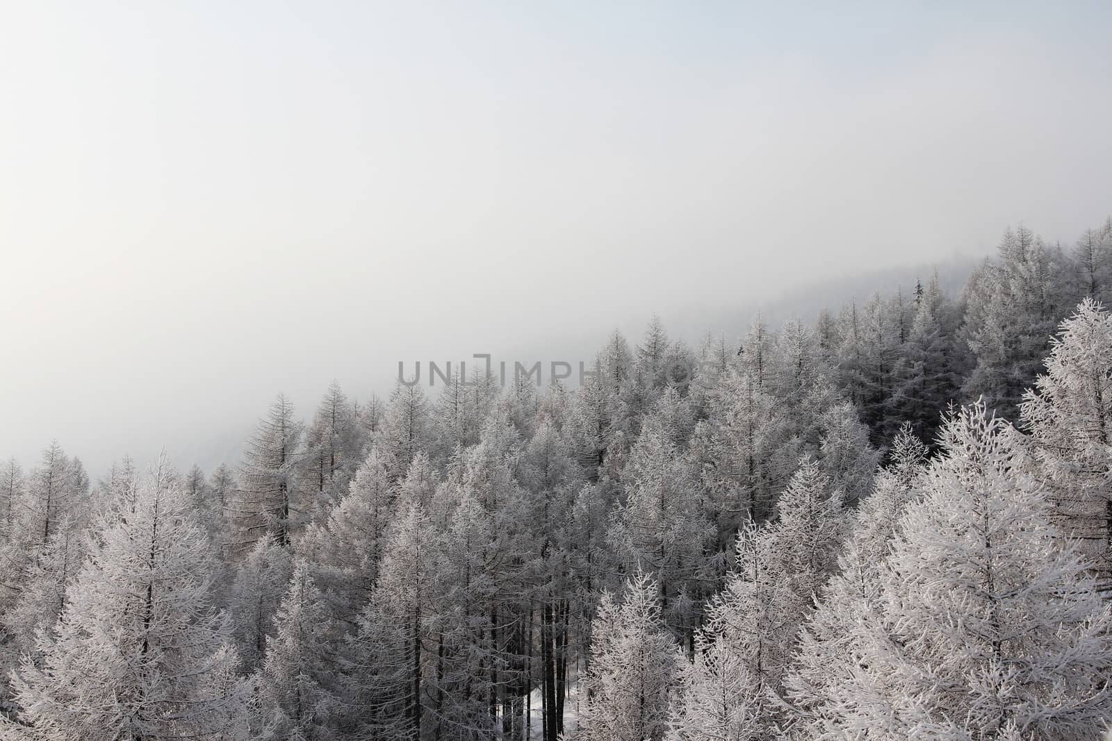 Winter snowy mountain forest top view