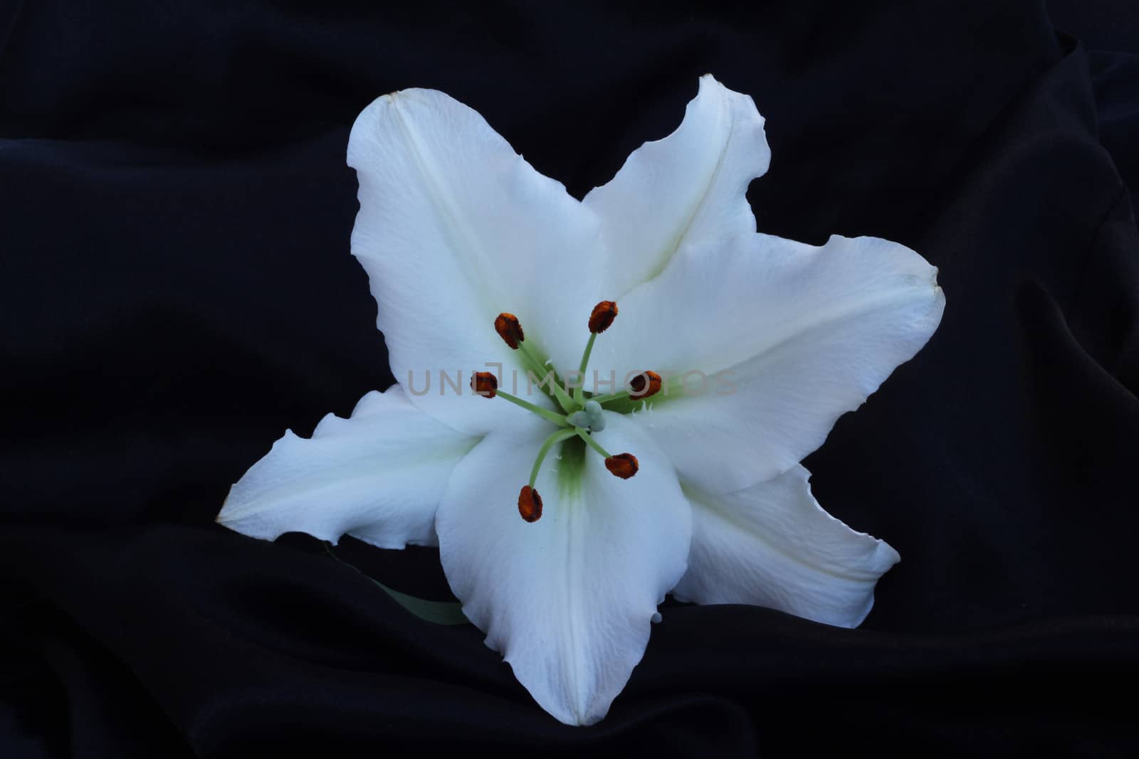 One lily flower on black silk by destillat