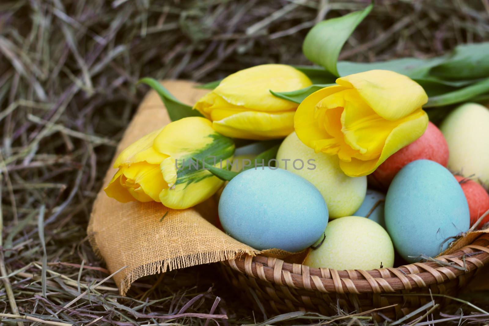 Basket of colored easter eggs and tulips on hay