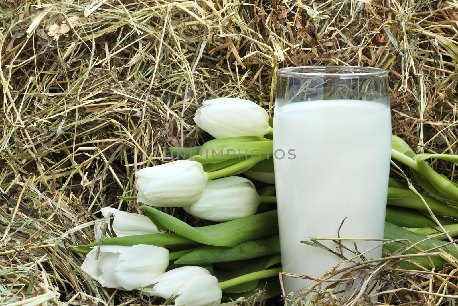 Glass of milk and white tulips on hay by destillat