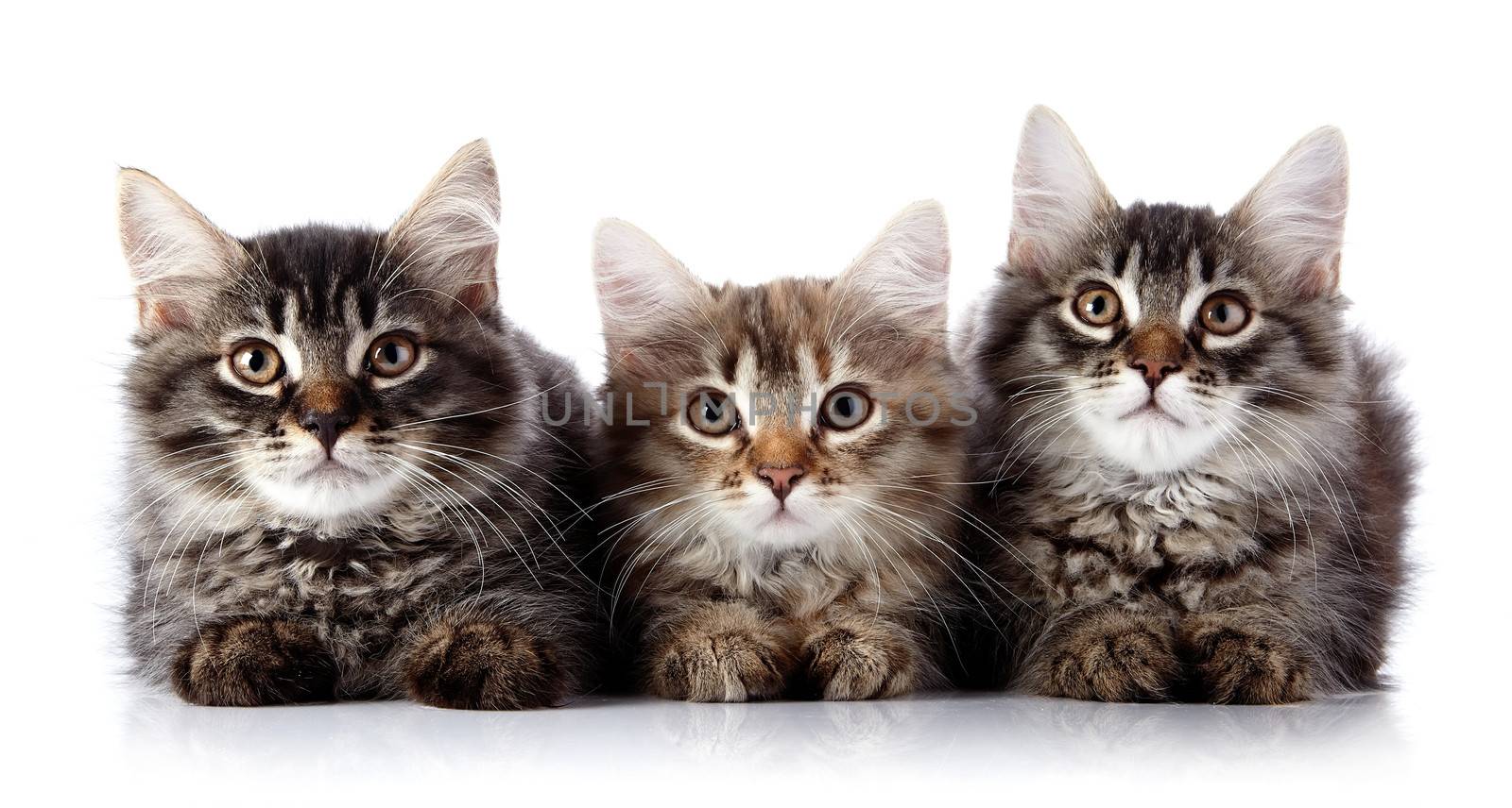 Three fluffy cats.  Striped not purebred kittens. Kittens on a white background. Small predators. Small cats.