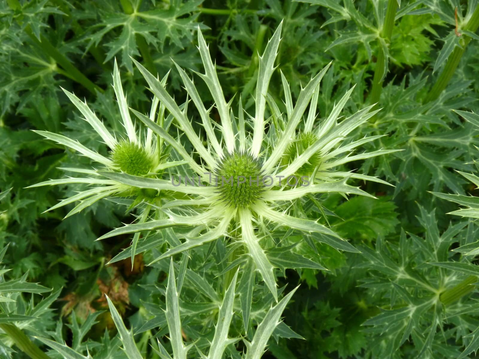 Sea Holly bud