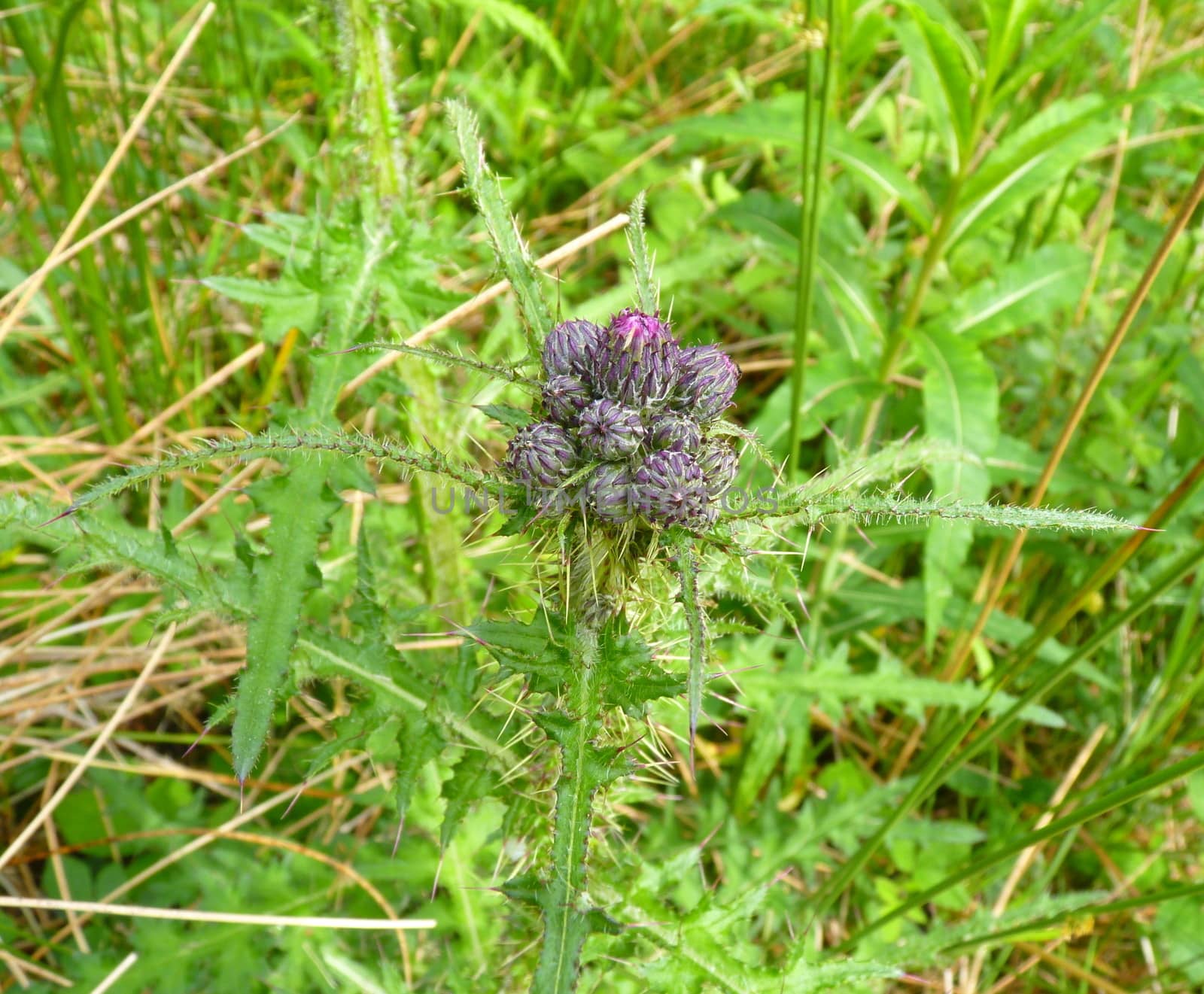 thistle in bud