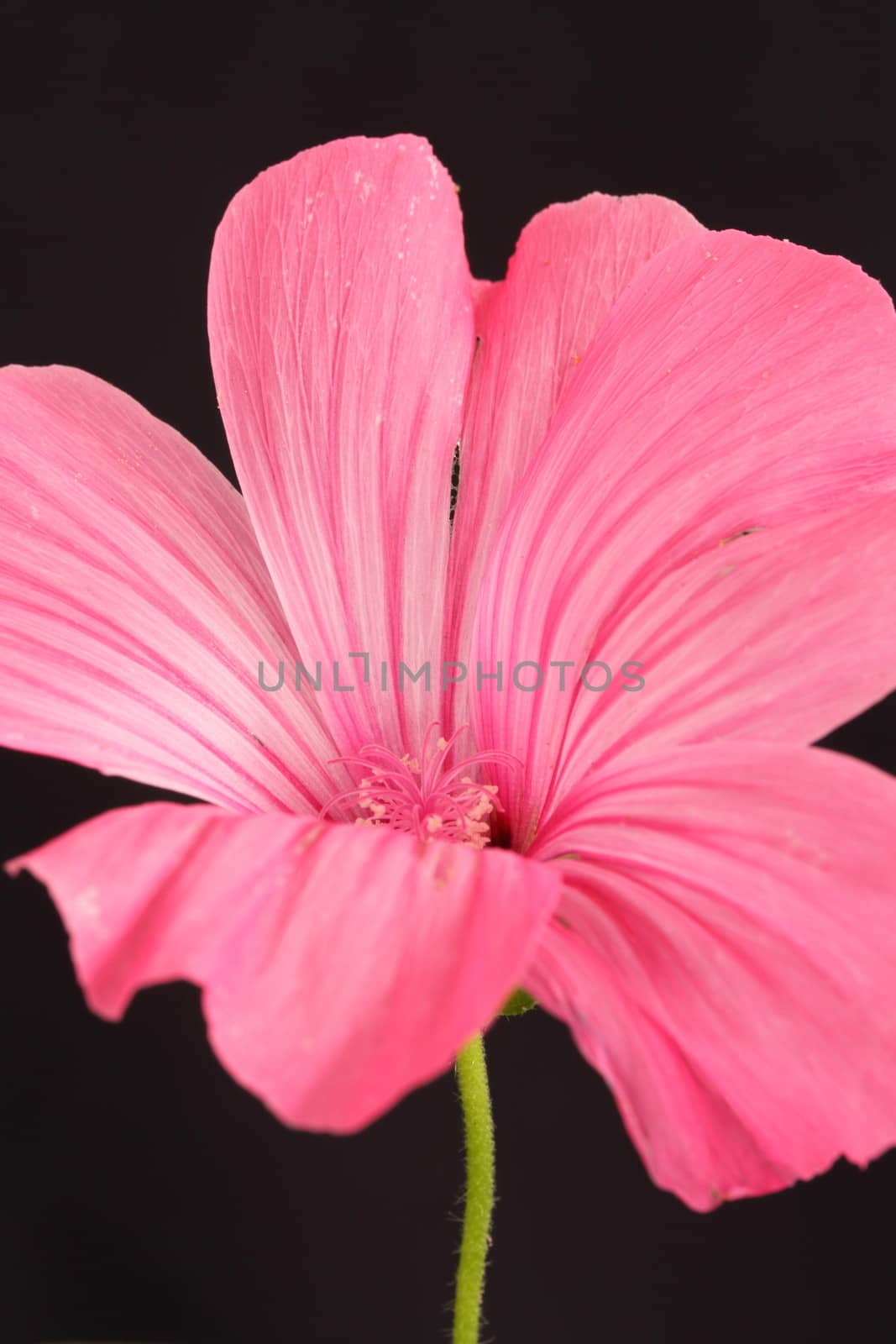 Pink Mallow by mitzy