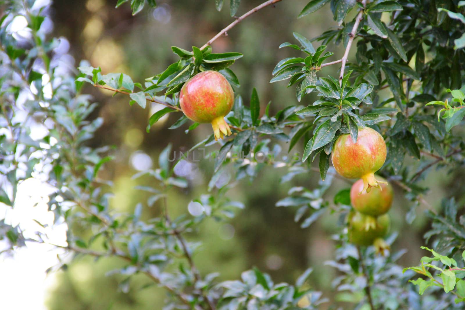 Pomegranate fruit on the tree in leaves close-up