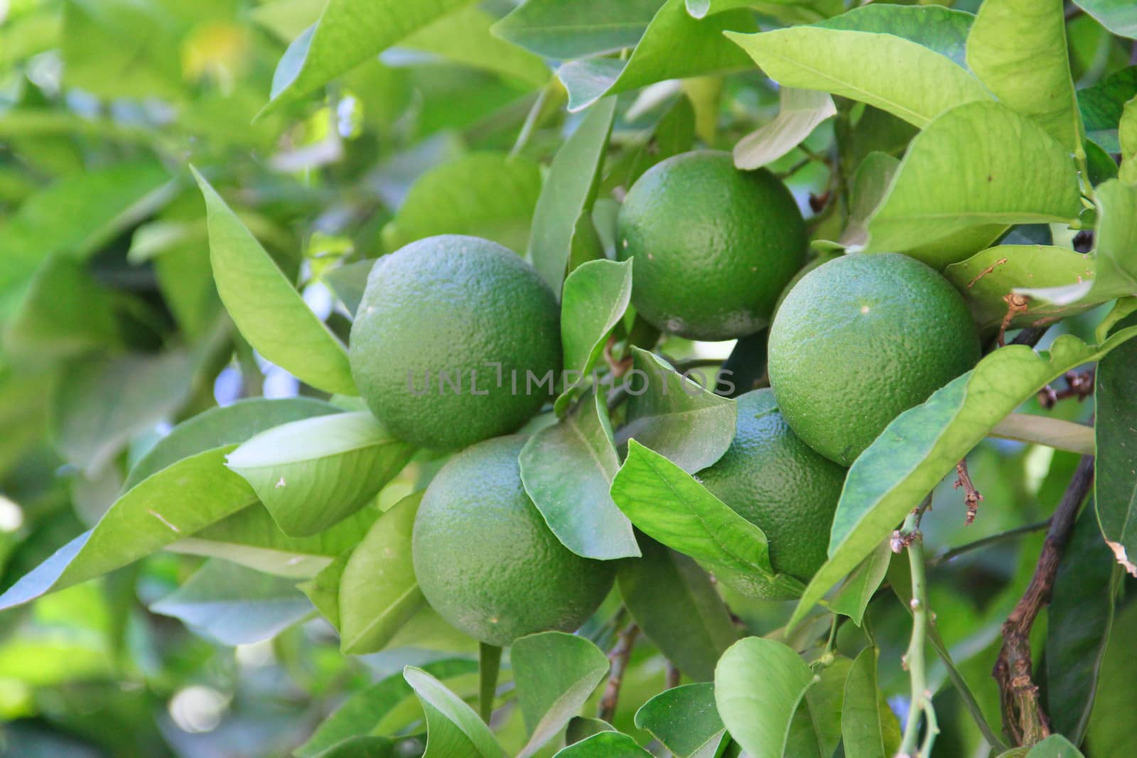 Fresh green limes on garden tree close up