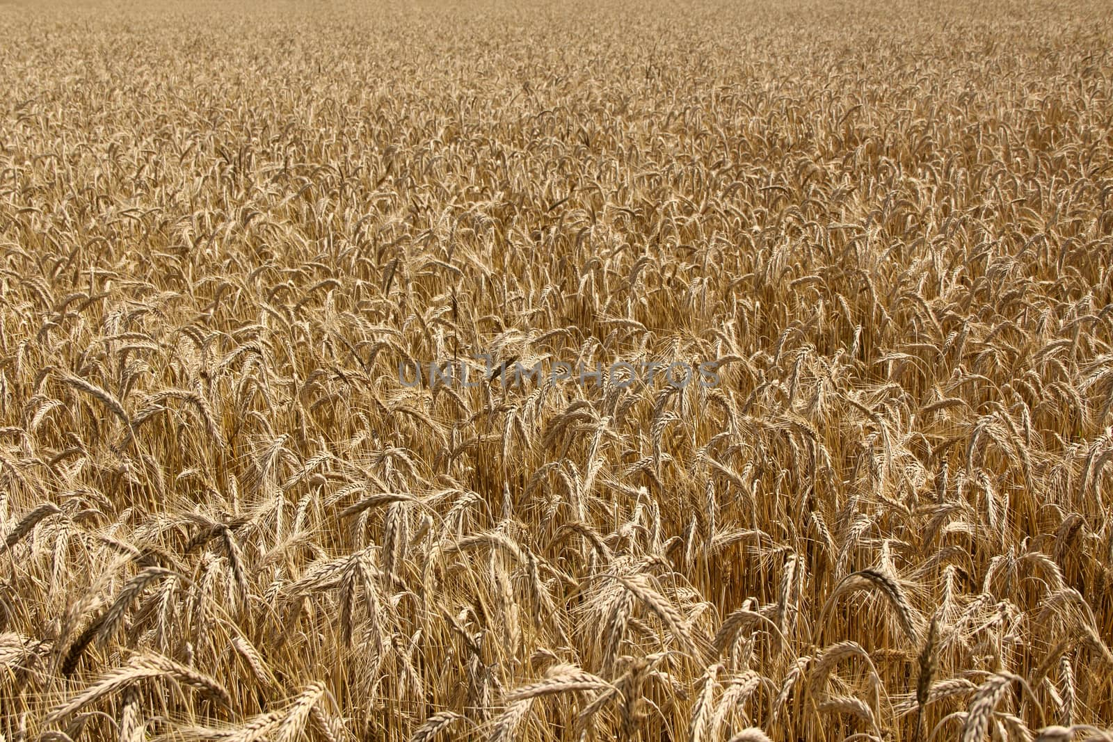 Wheat field by destillat