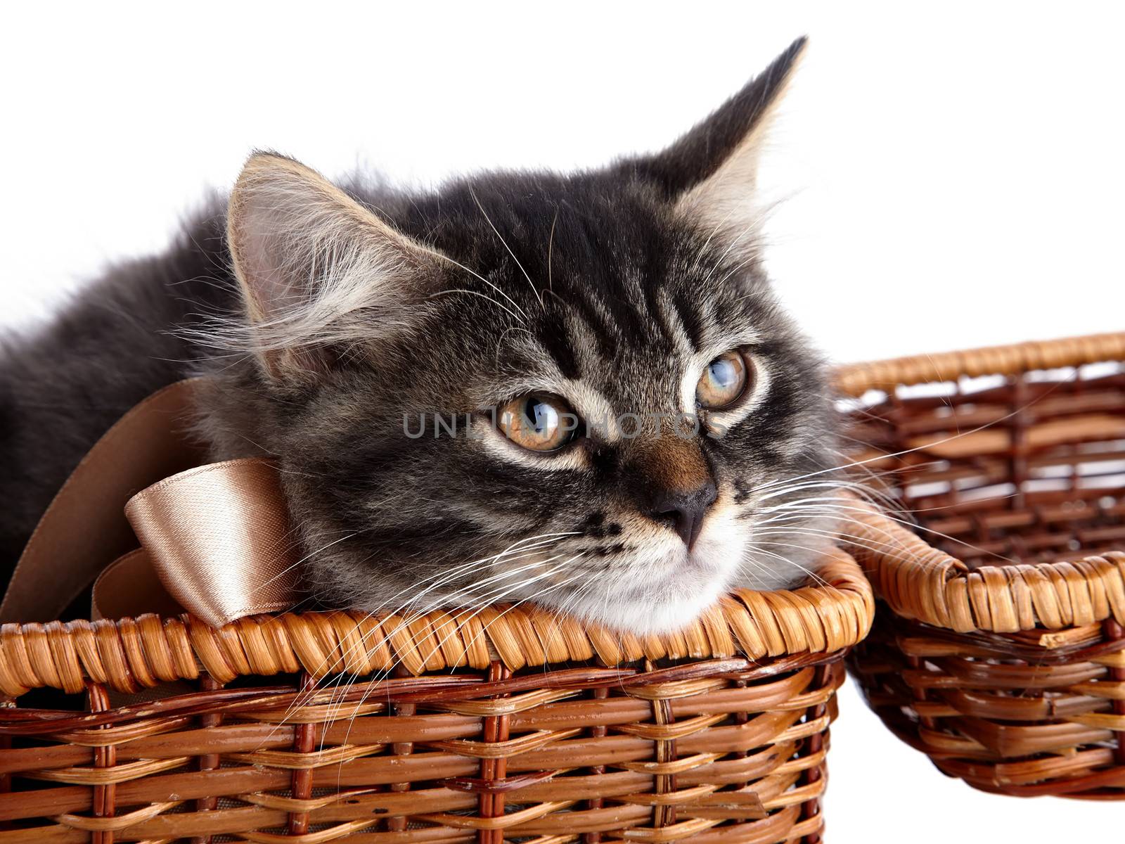 Fluffy cat with a bow in a wattled basket. Fluffy cat with brown eyes.  Striped not purebred kitten. Kitten on a white background. Small predator. Small cat.