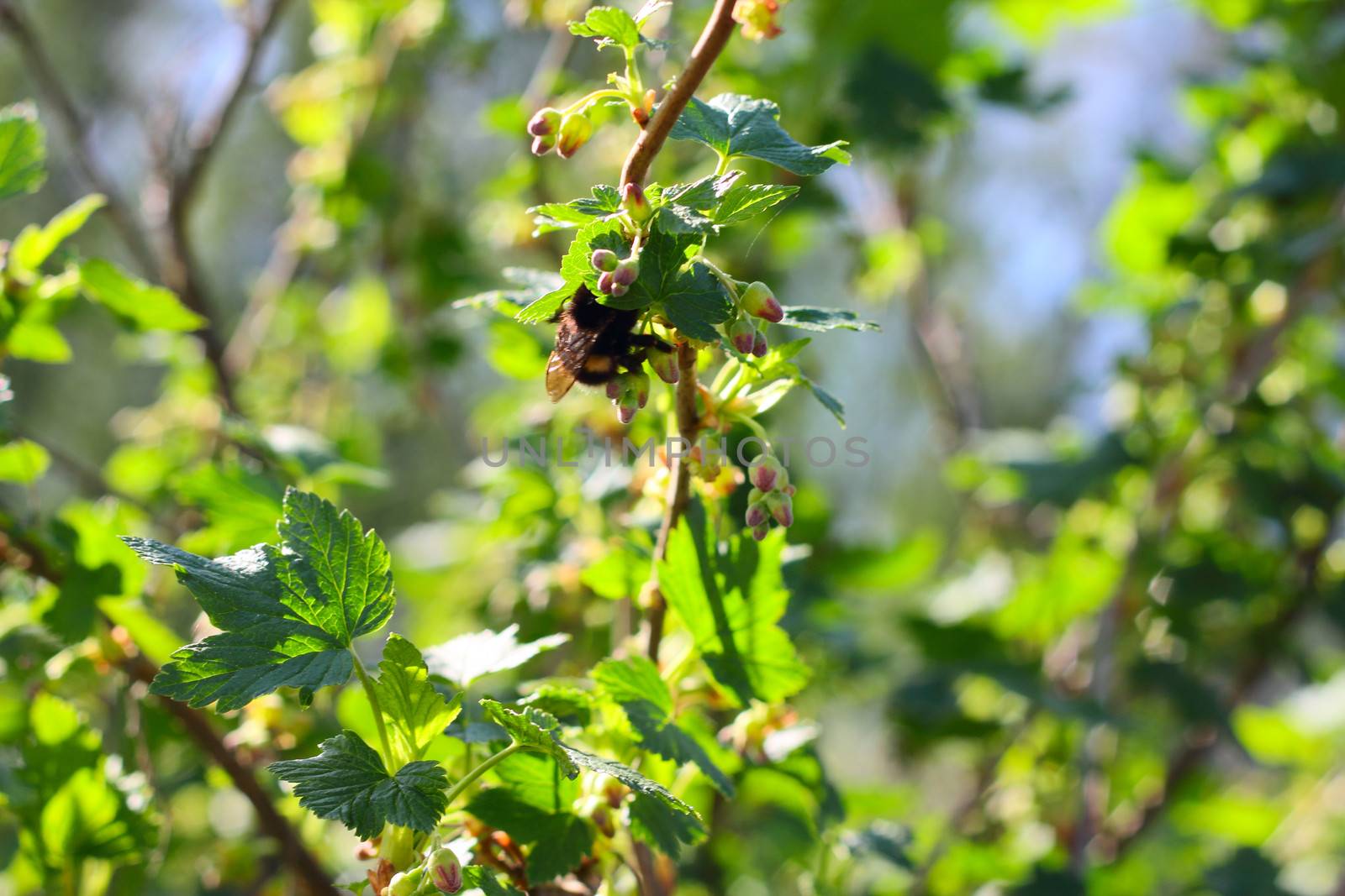 Big bee on spring blooming currant bush