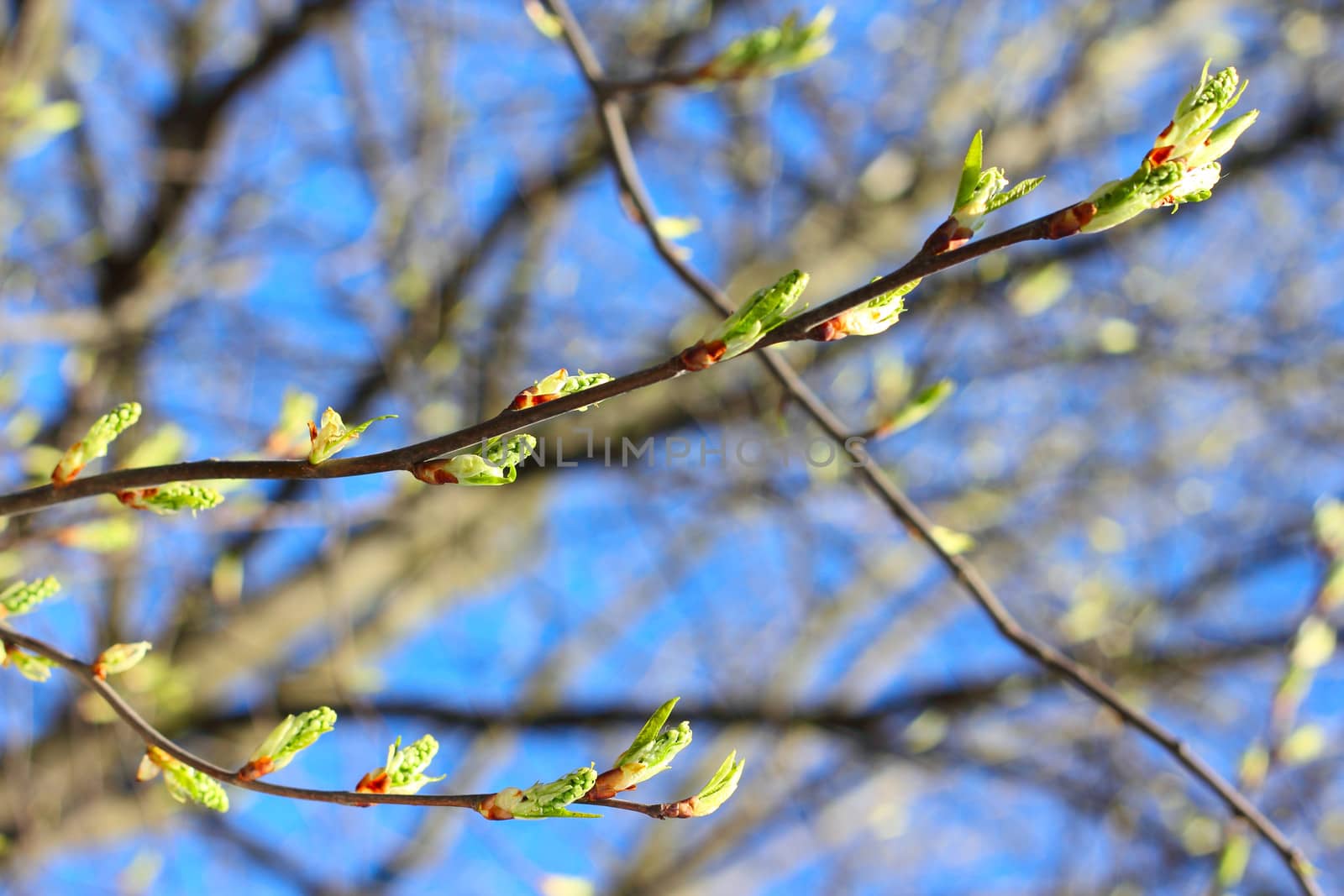 branches with buds on sky background by destillat