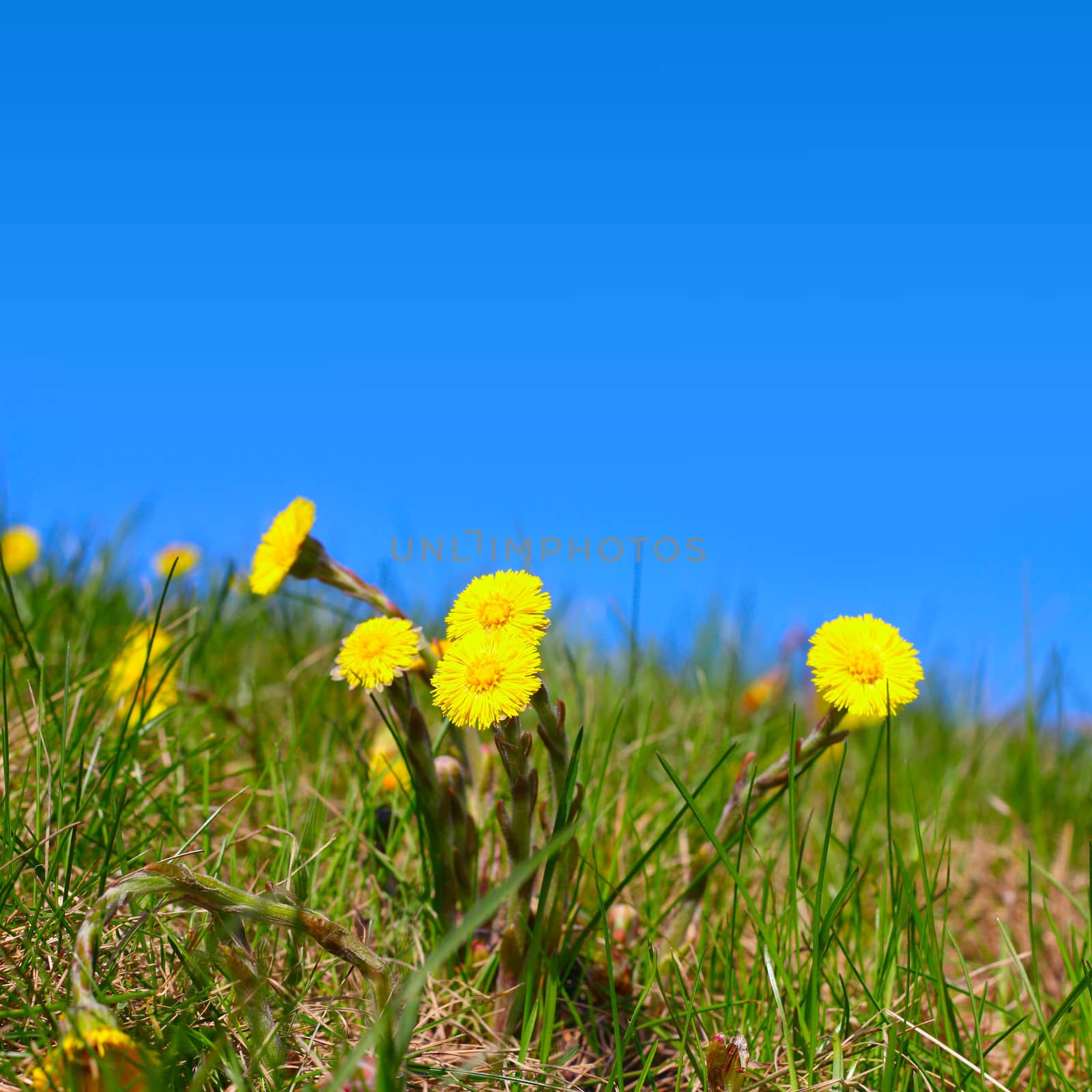 first spring flower foalfoot on blue sky background