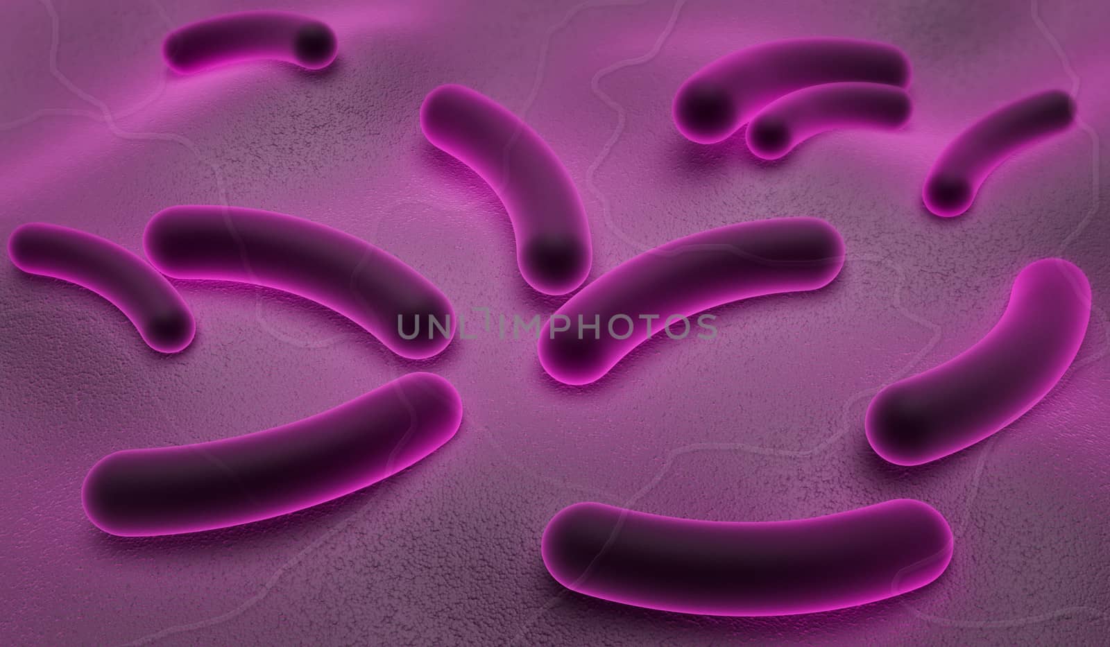 E coli Bacteria by abhi3747