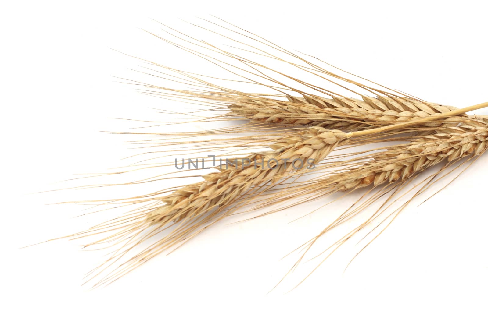 Wheat ears isolated on white background 