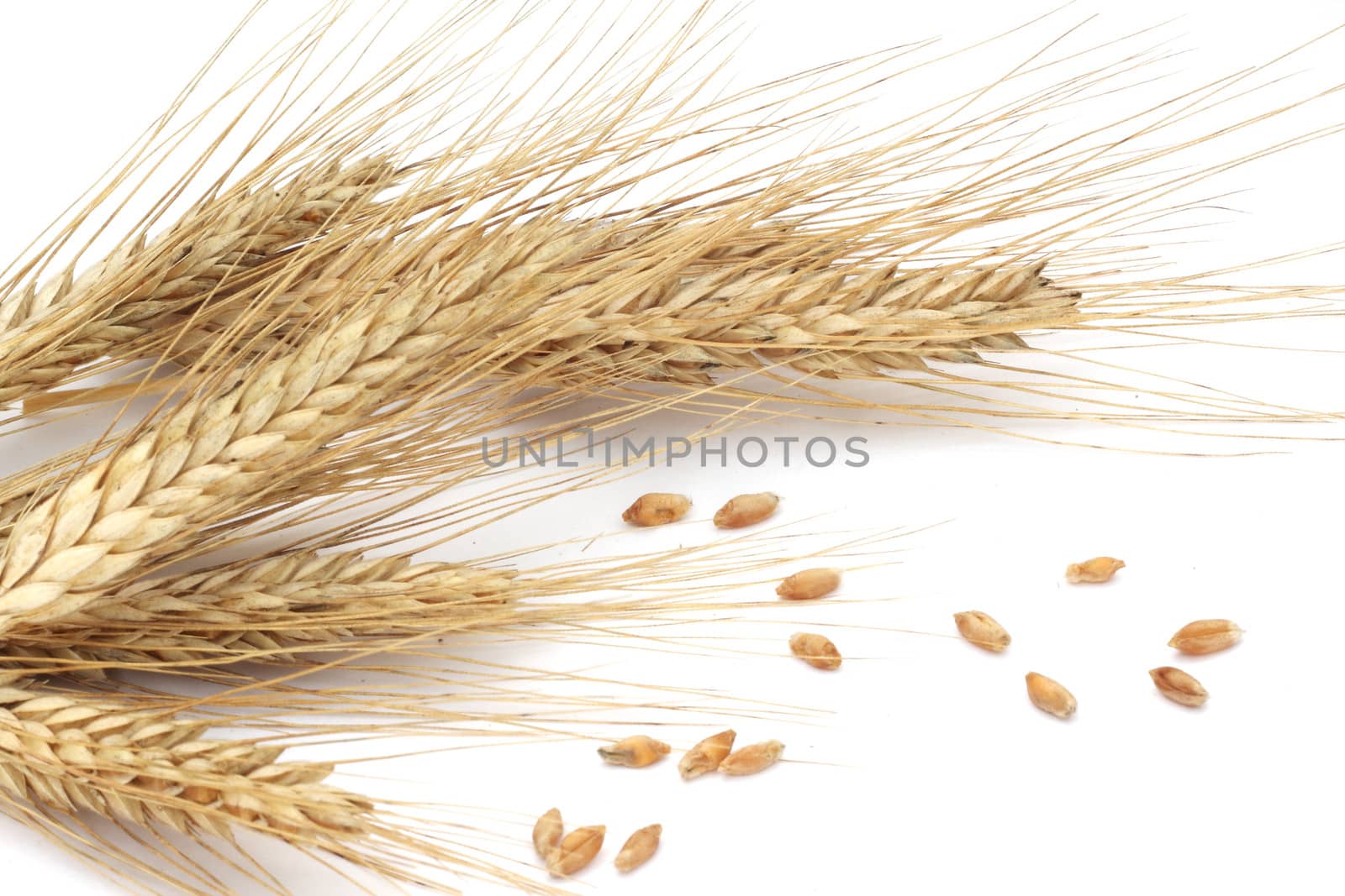 Wheat ears by destillat