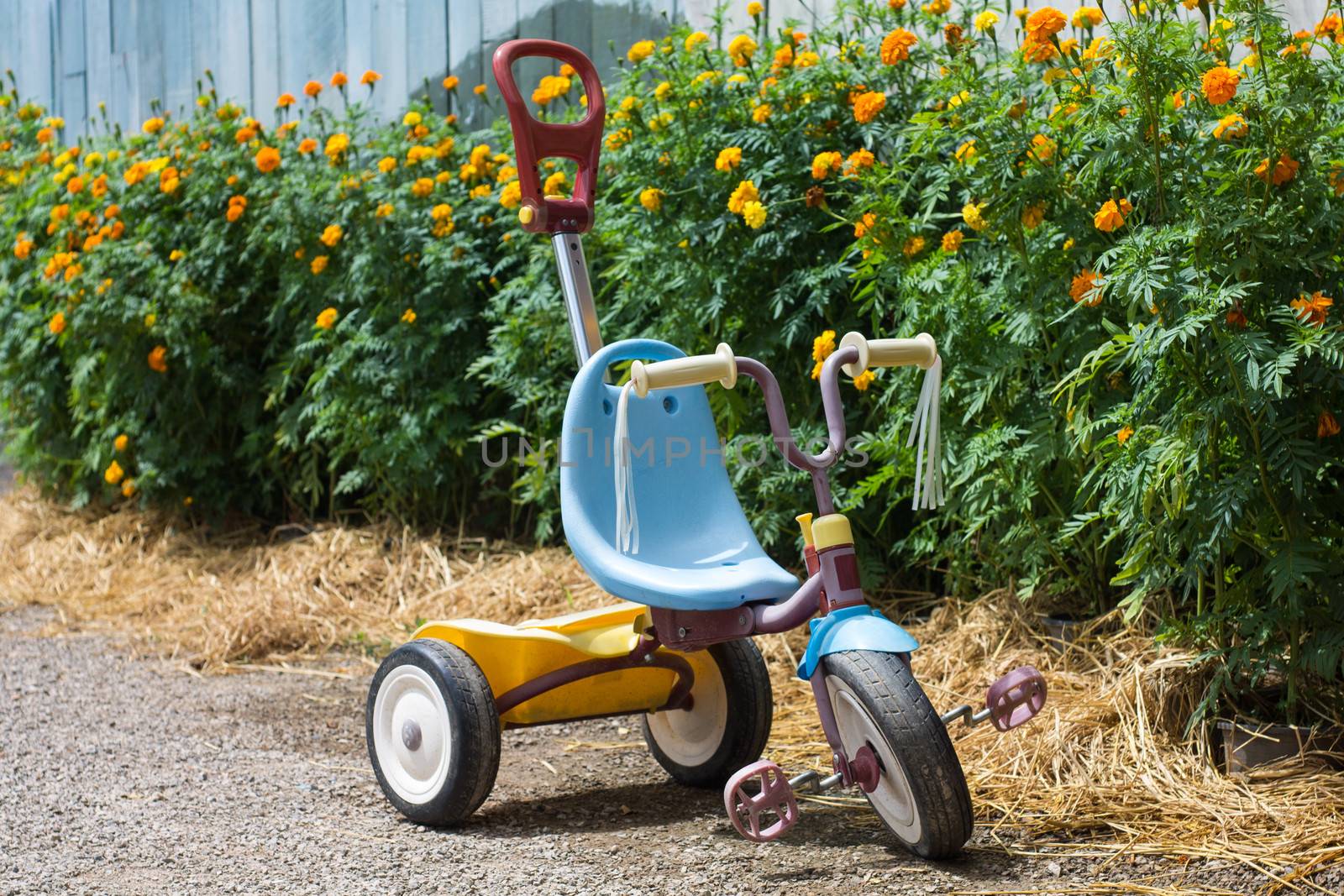 kid tricycle in garden