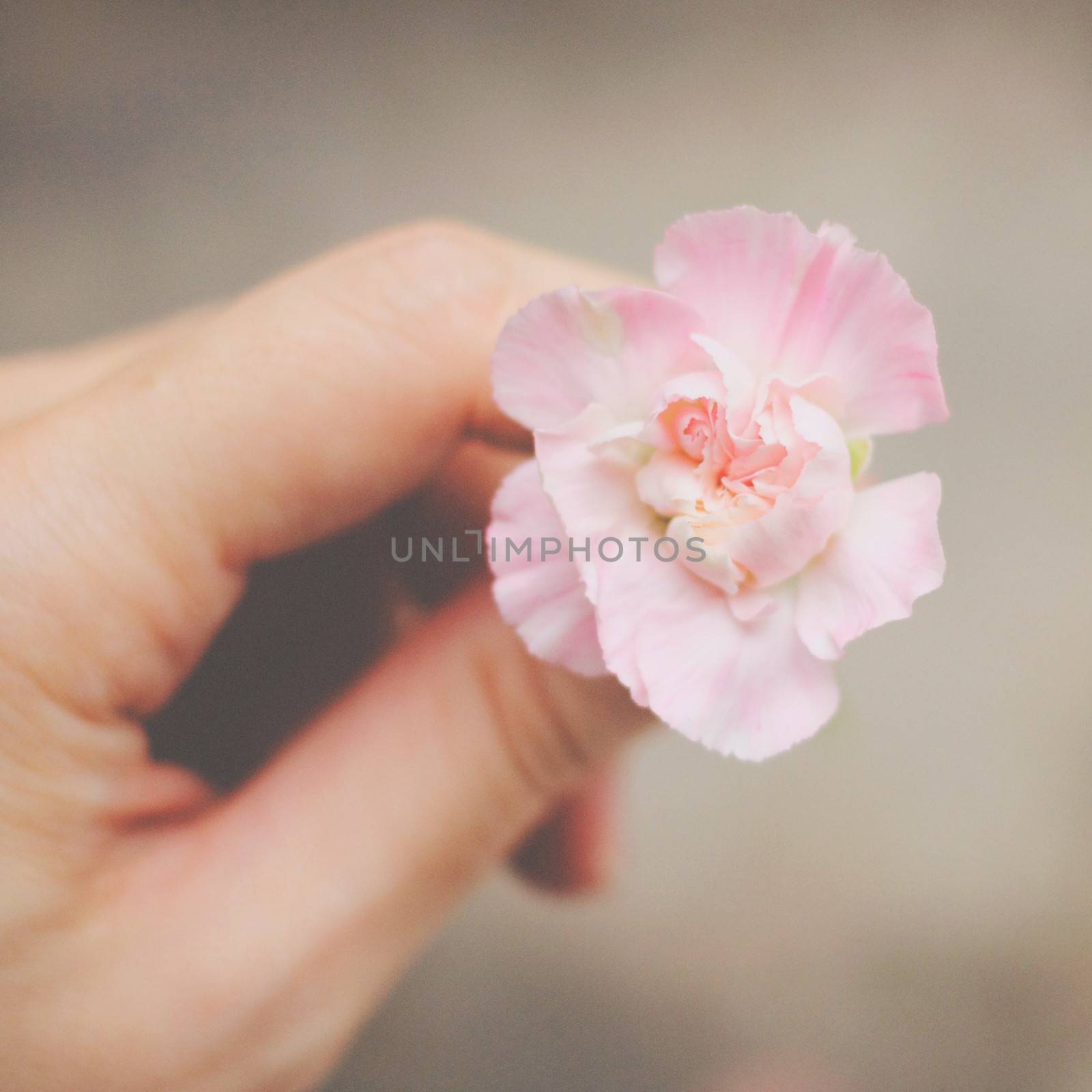 Hand holding pink flower with retro filter effect