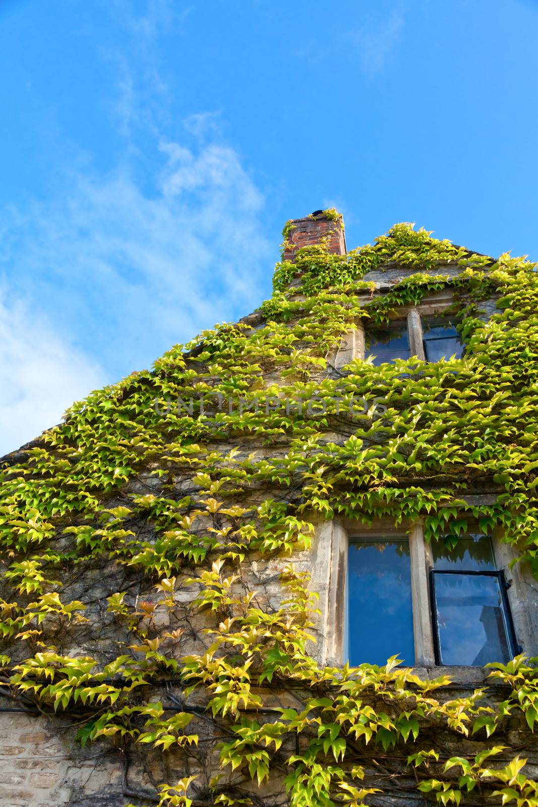House covered by climbing English ivy by naumoid