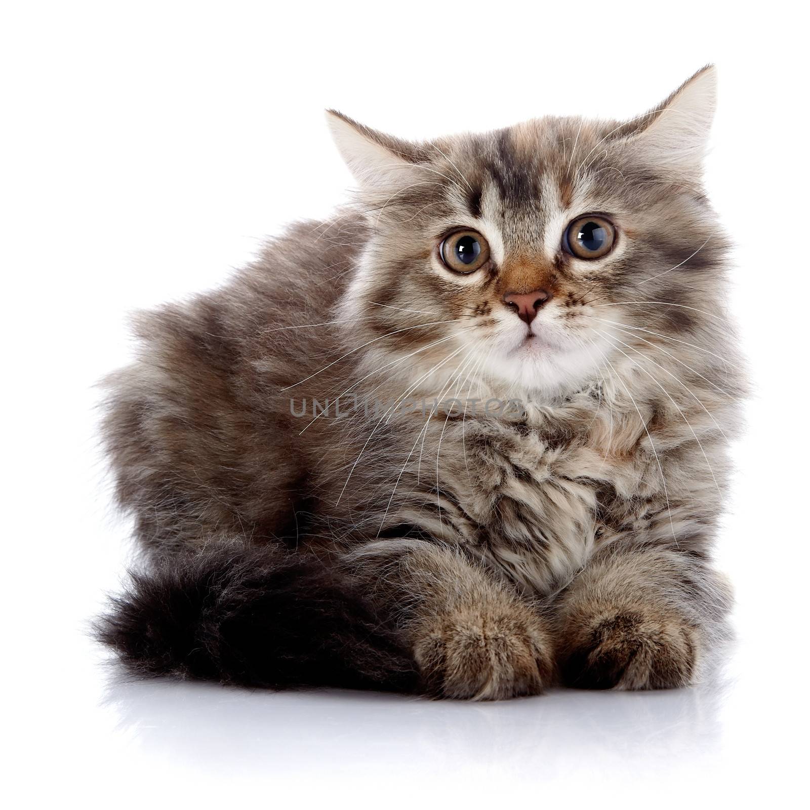 Fluffy cat. Striped not purebred kitten. Kitten on a white background. Small predator. Small cat.