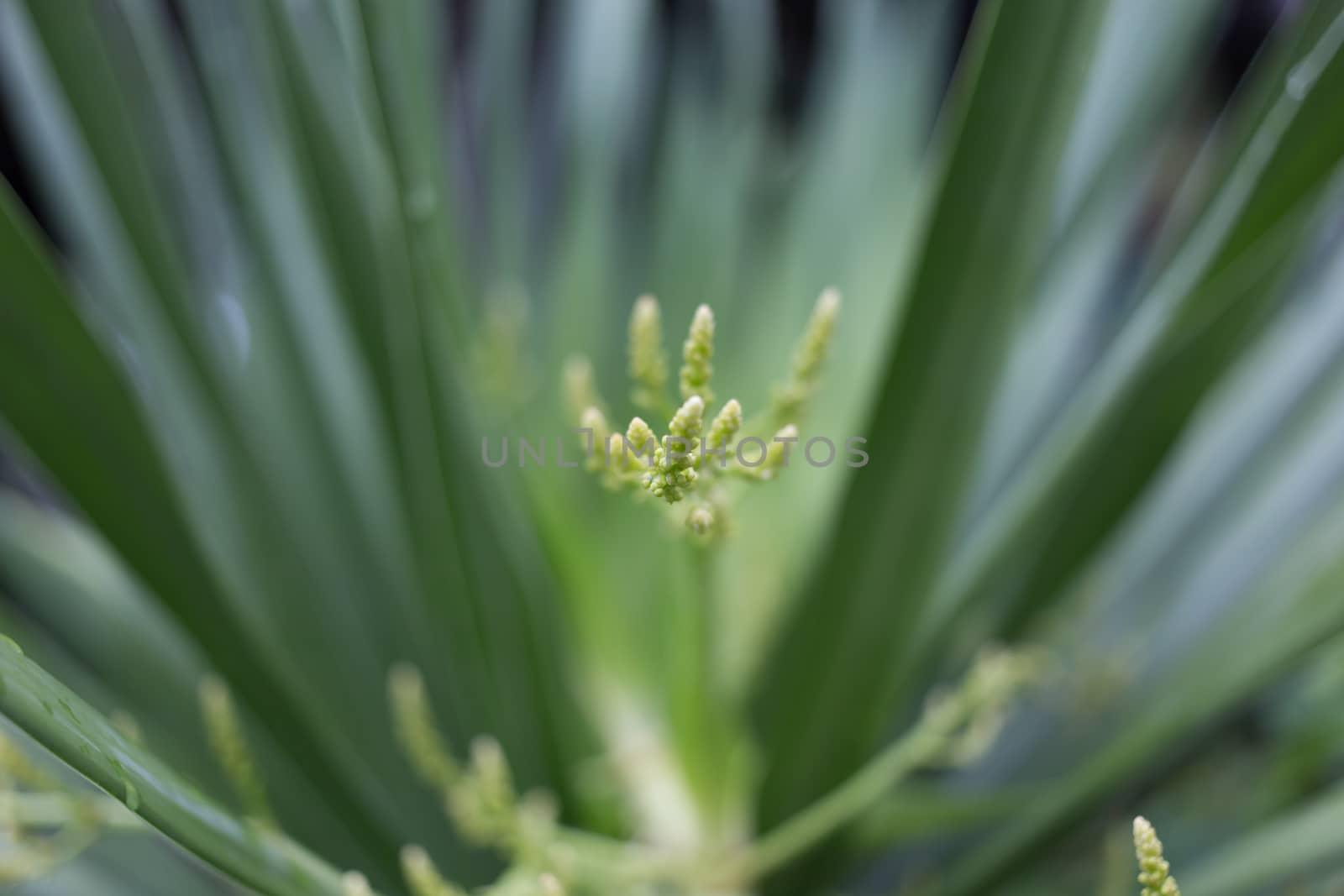 flower pollen with green leaves background