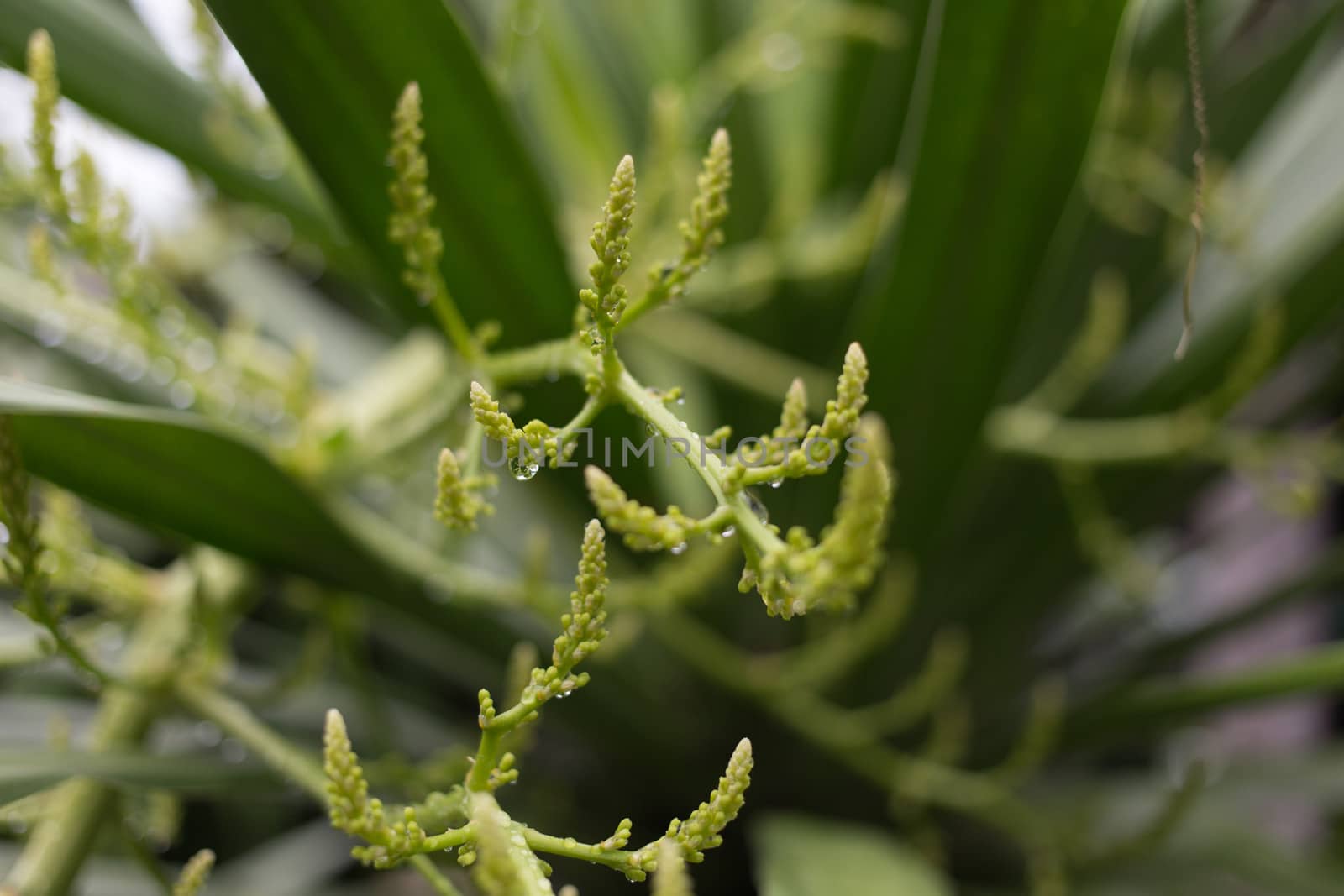 flower pollen with green leaves background