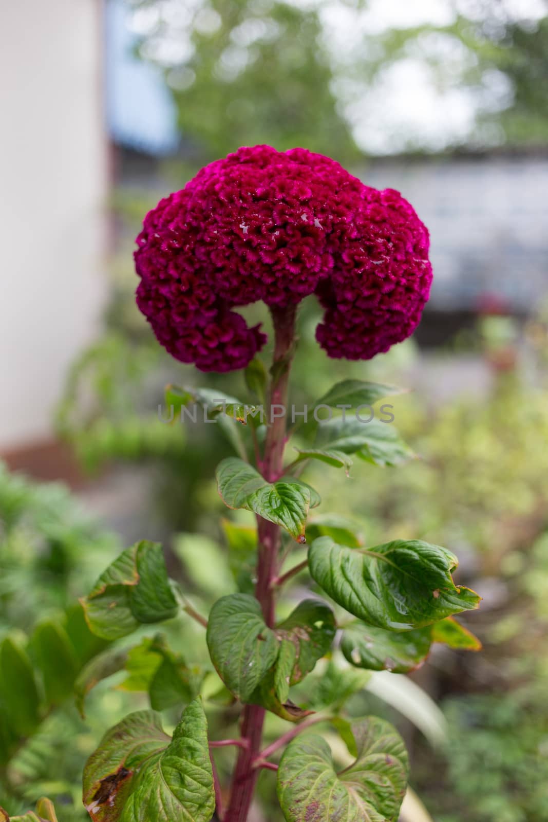 Red Celosia cristata L / Cockscomb Flower in home garden