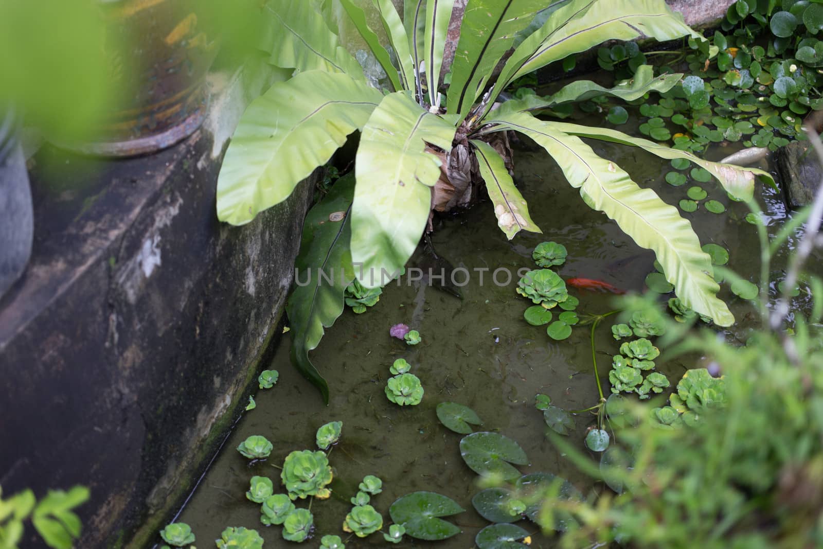 fish pool garden by ngarare