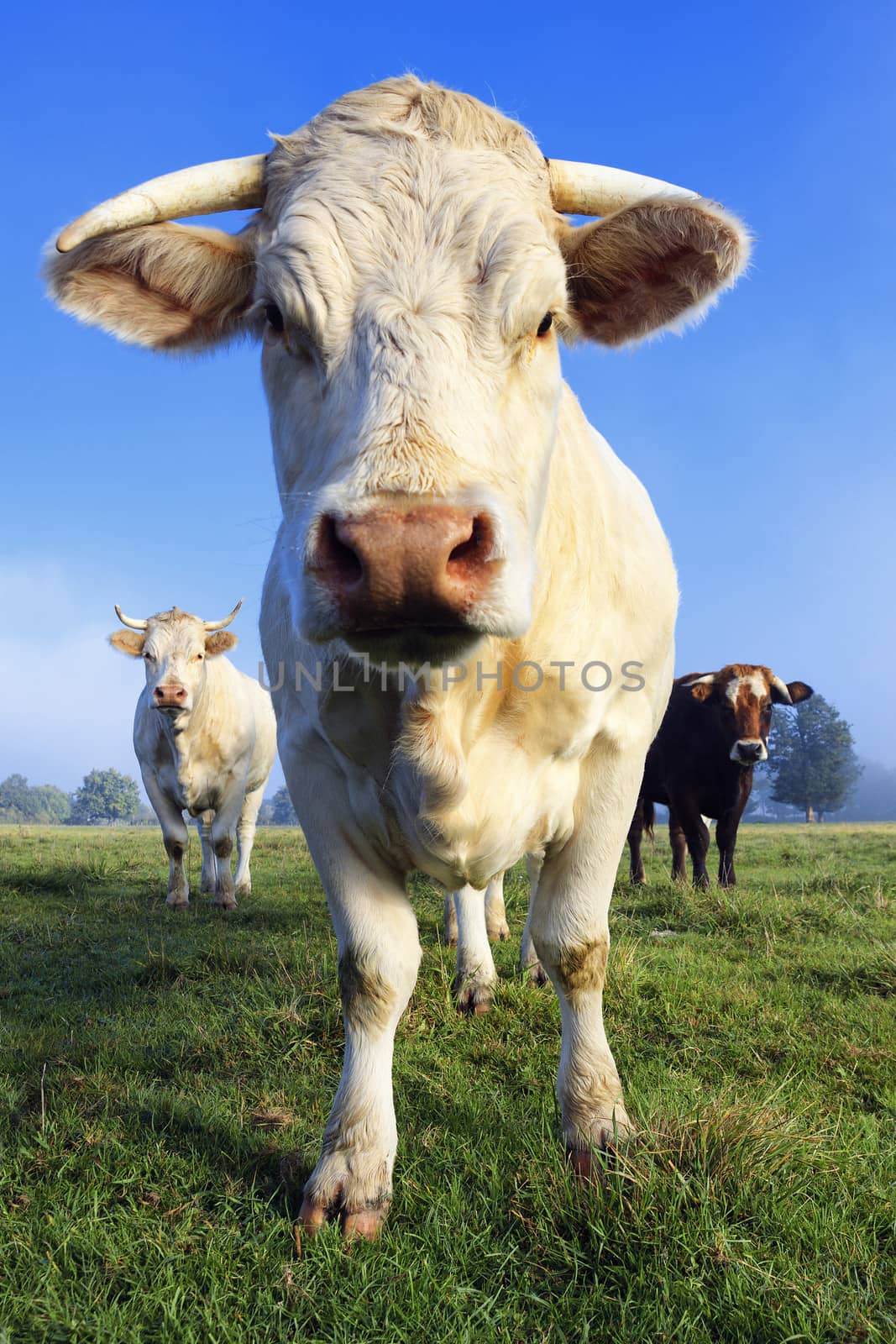 Cow on a summer pasture in the morning light