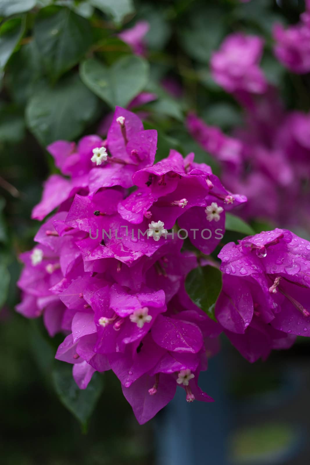 purple pink Paper Flower on plant