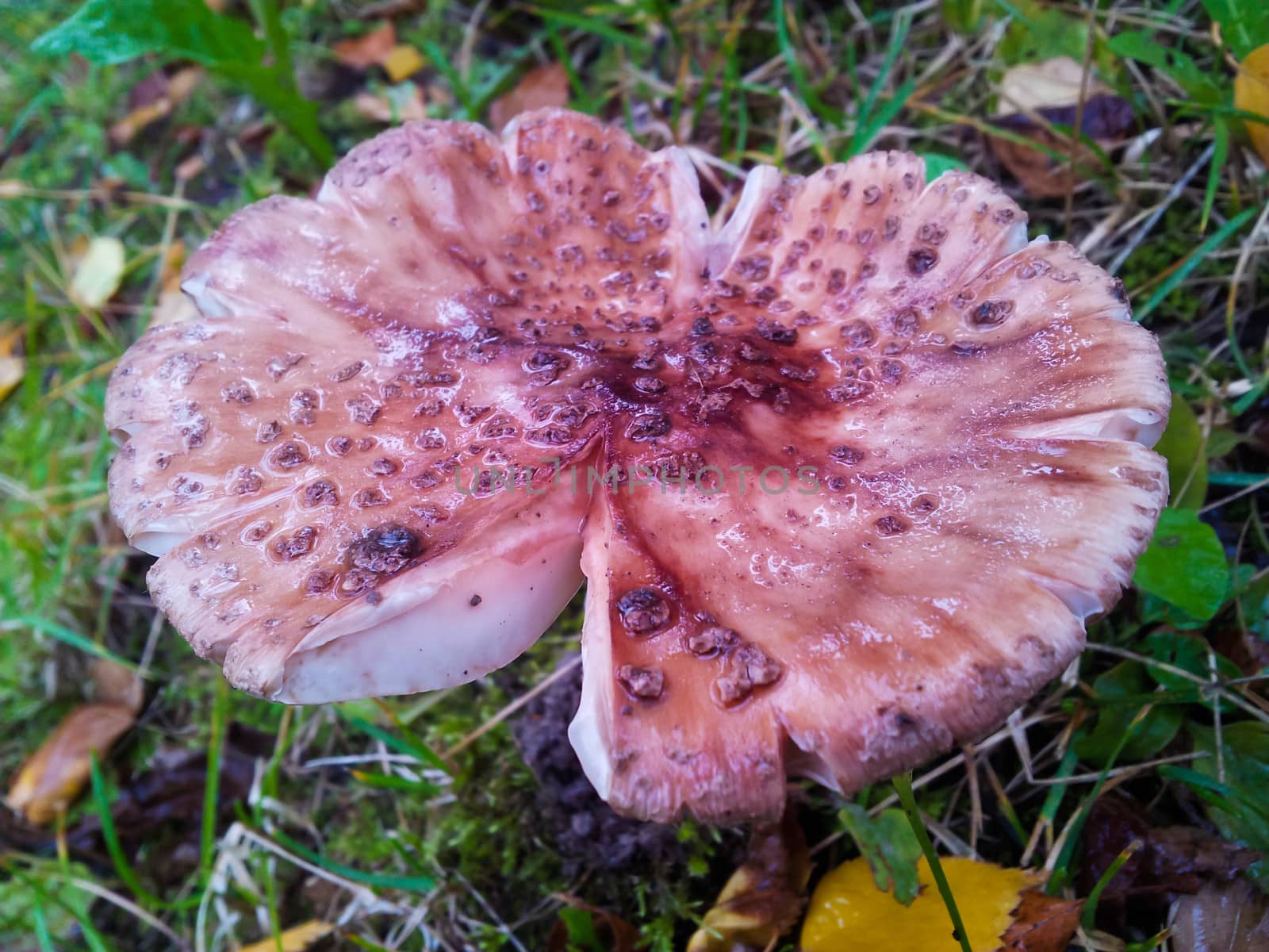 Fly agaric mushroom, caugth in the rain, carrying a wet hat