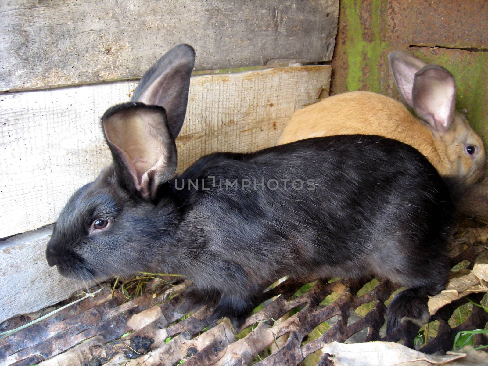 the image of black and brown big nice rabbits