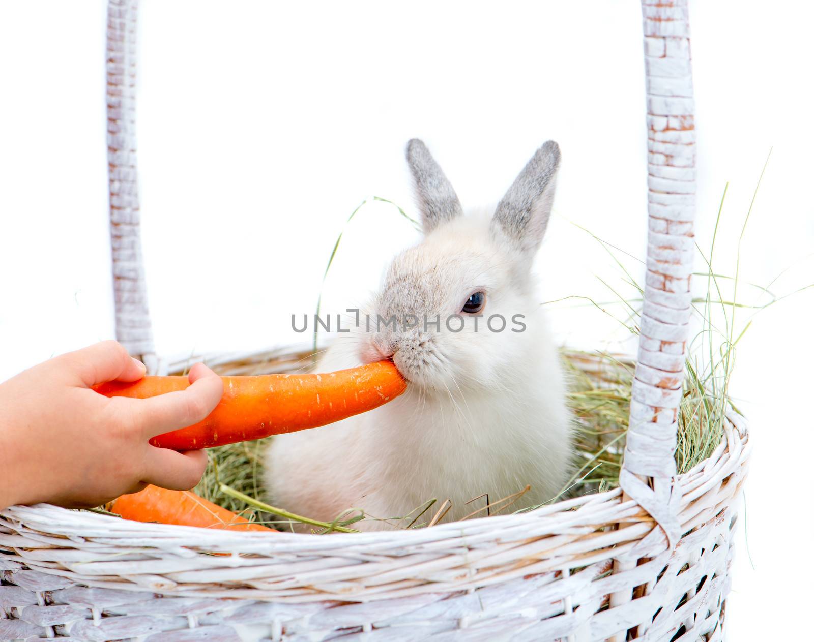 rabbit anC2 hand with carrot on the hay