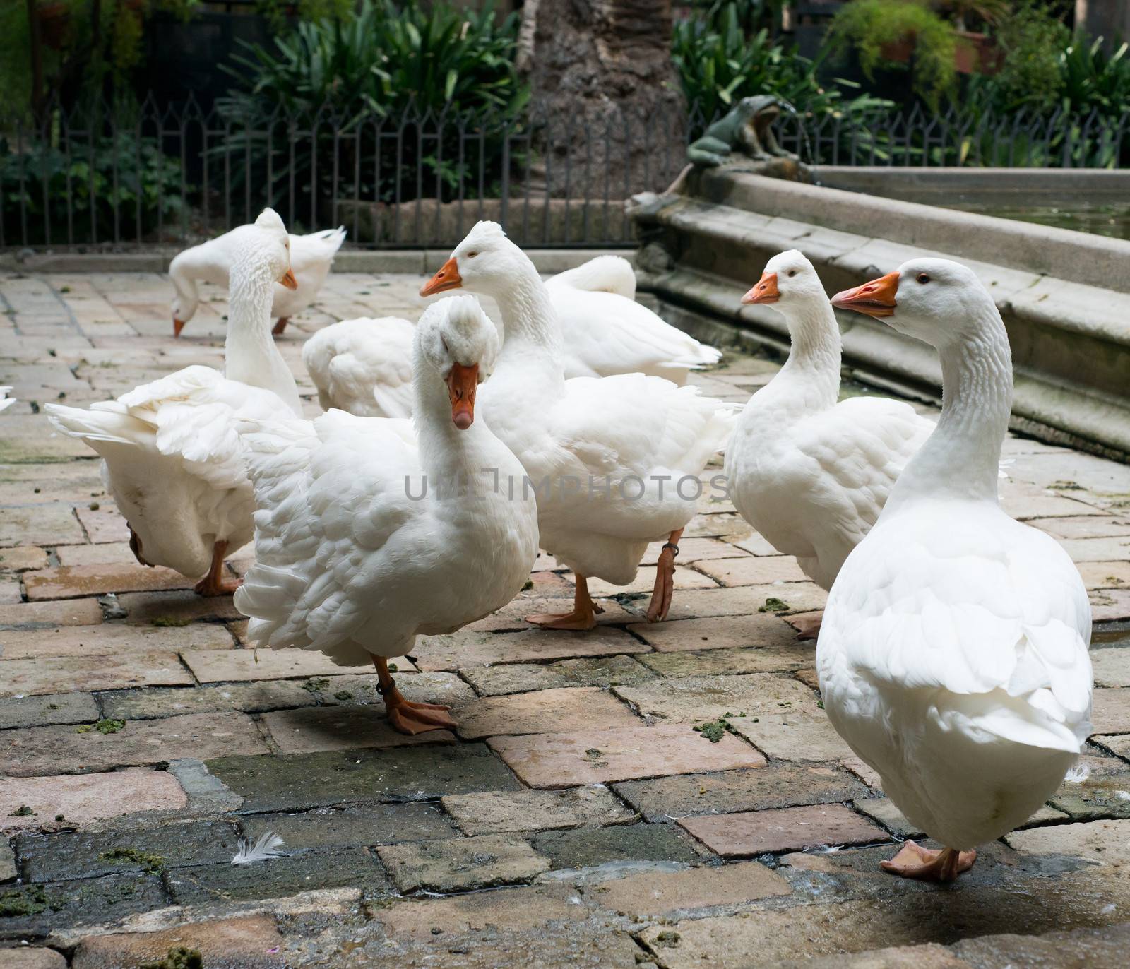 Geese in Cathedral of Saint Eulalia, Barcelona, Spain