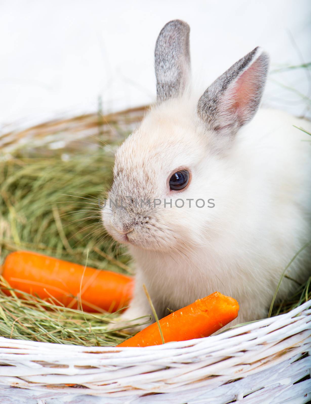 Beautiful rabbit with carrot on the hay