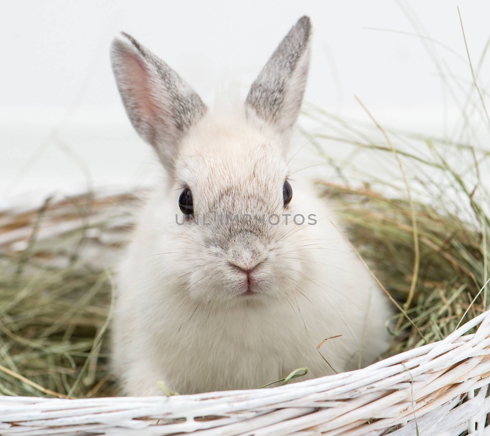 rabbit with carrot in studio