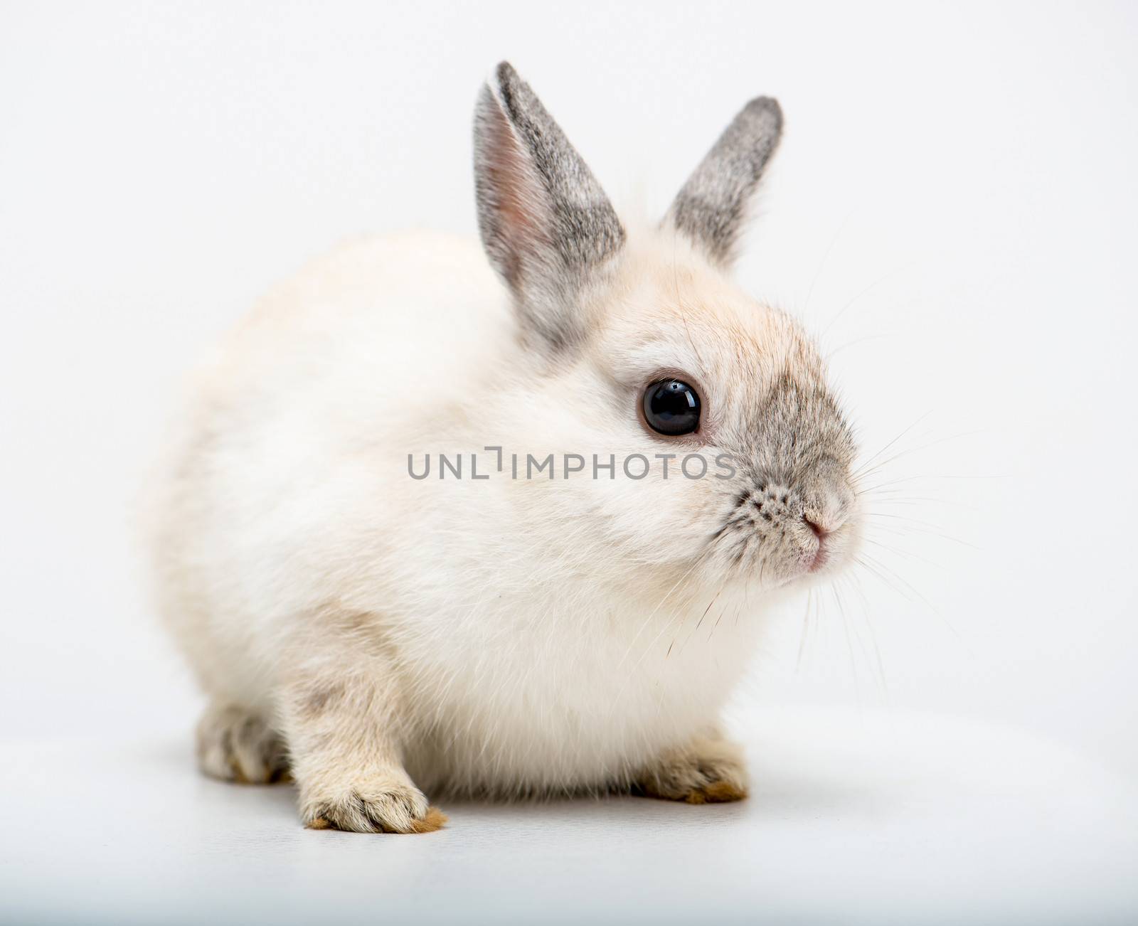 White rabbit on light background