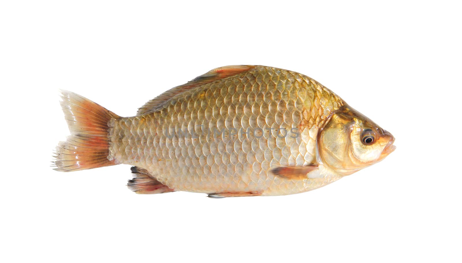 crucian isolated over white
