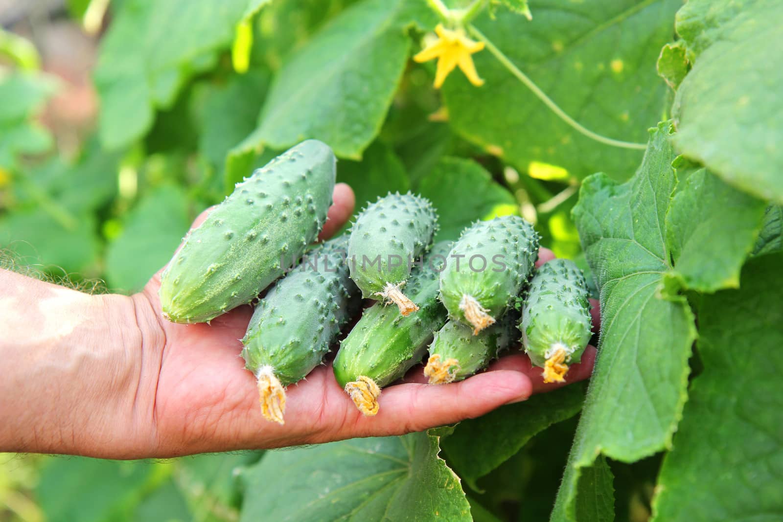 several fresh cucumbers in a hand of farmer