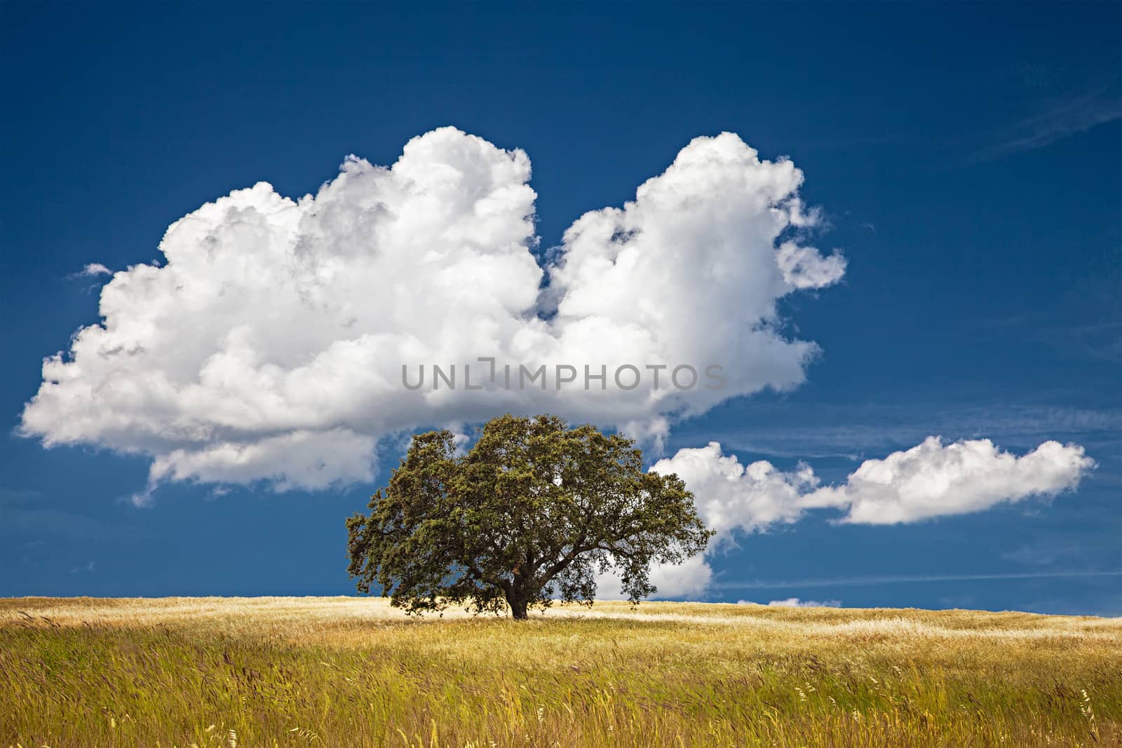 Lonely tree on farm field with cloudy sky.