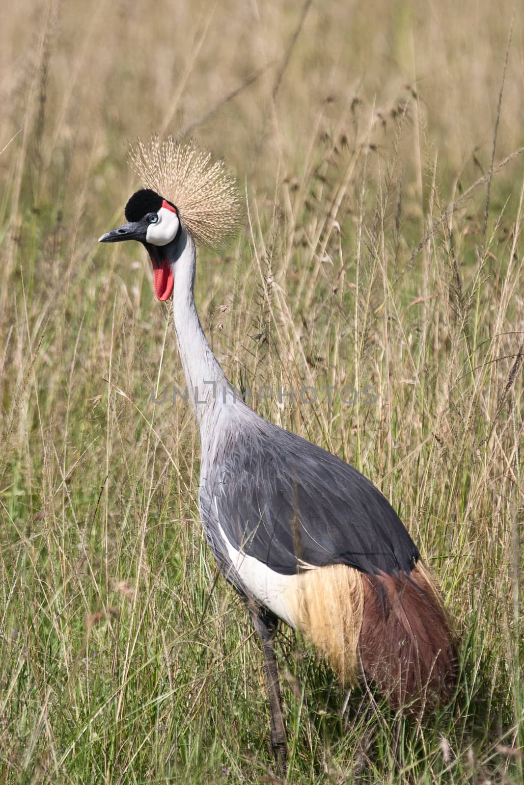 Crowned Crane in the African Savannah by ajn